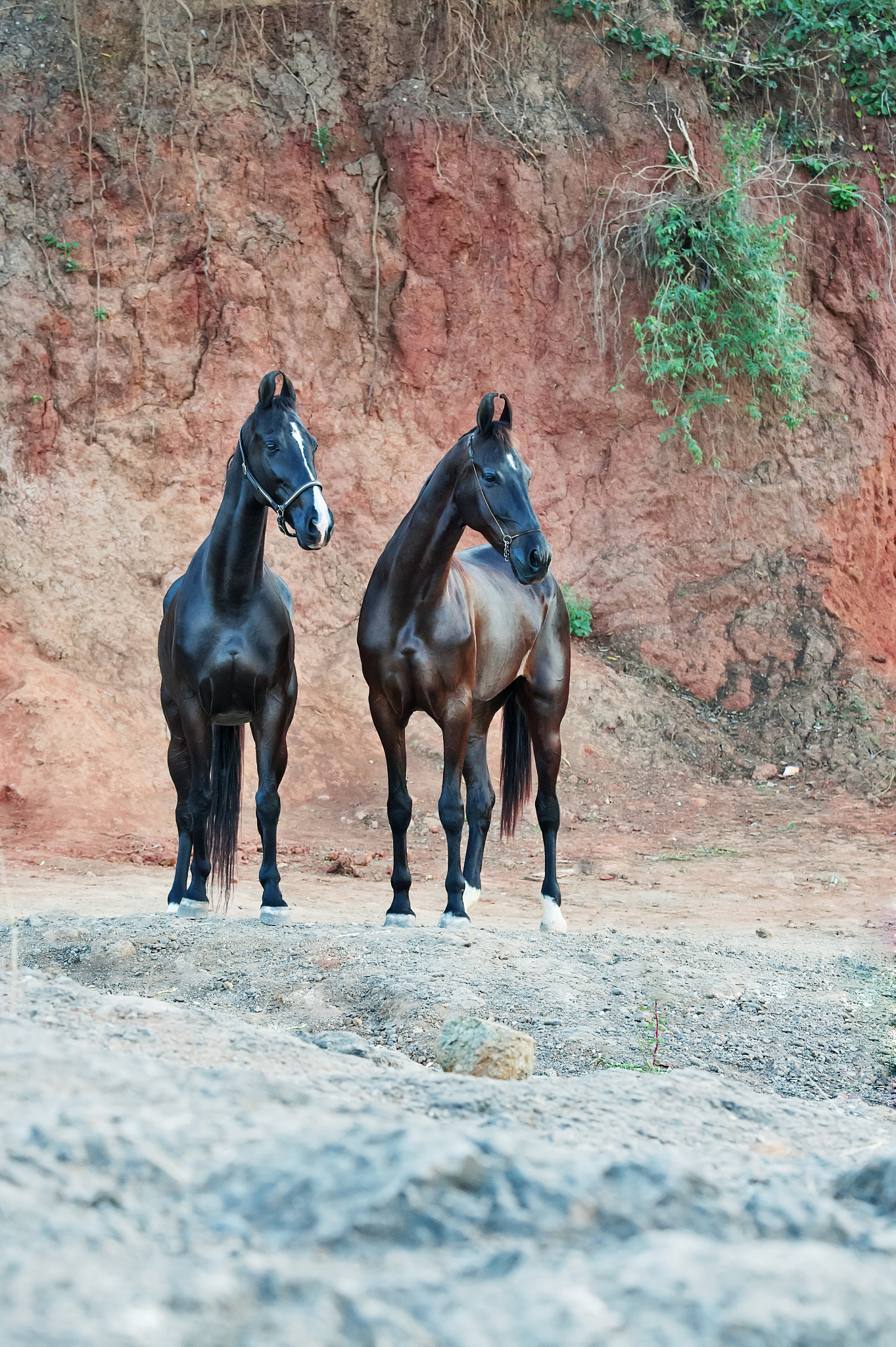 black marwari mare posing at rock background
