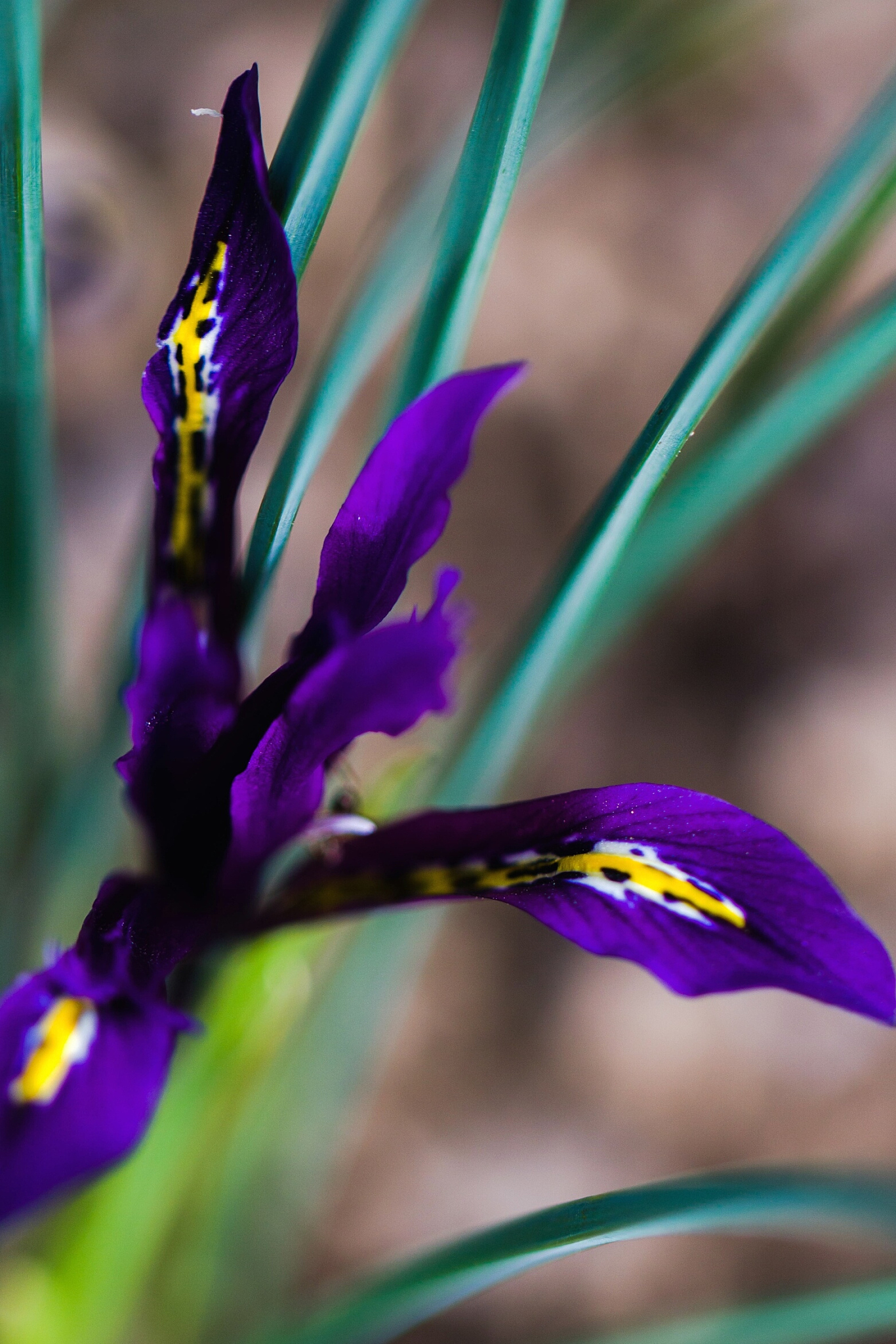 close-up of flowers