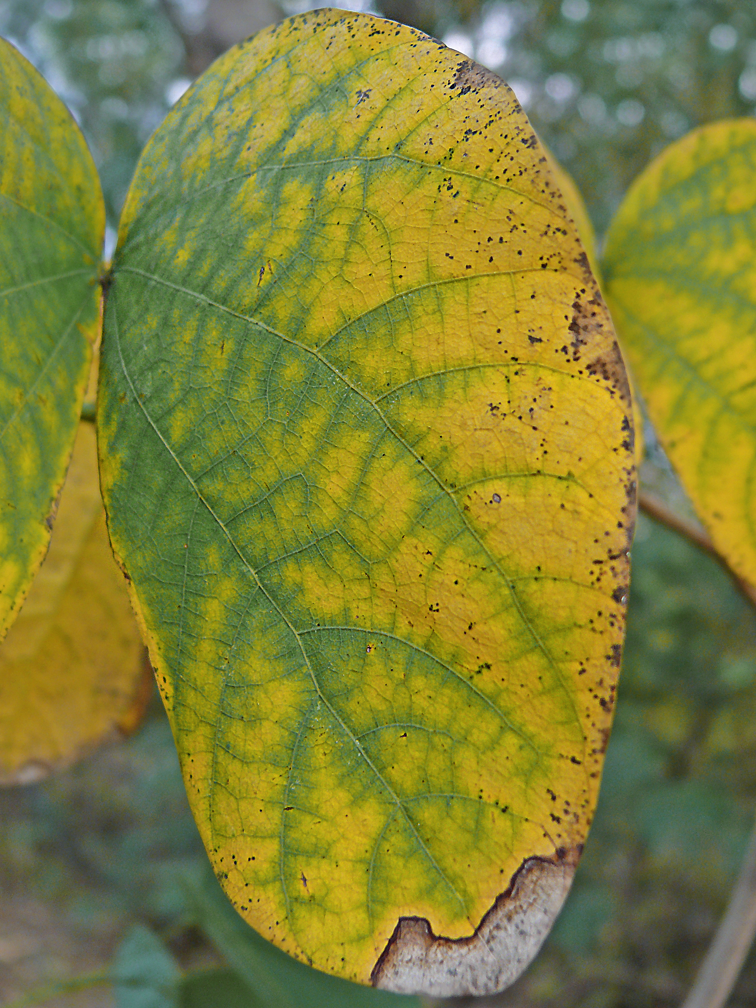 苹果叶病虫害识别小程序开发：技术解析与实现