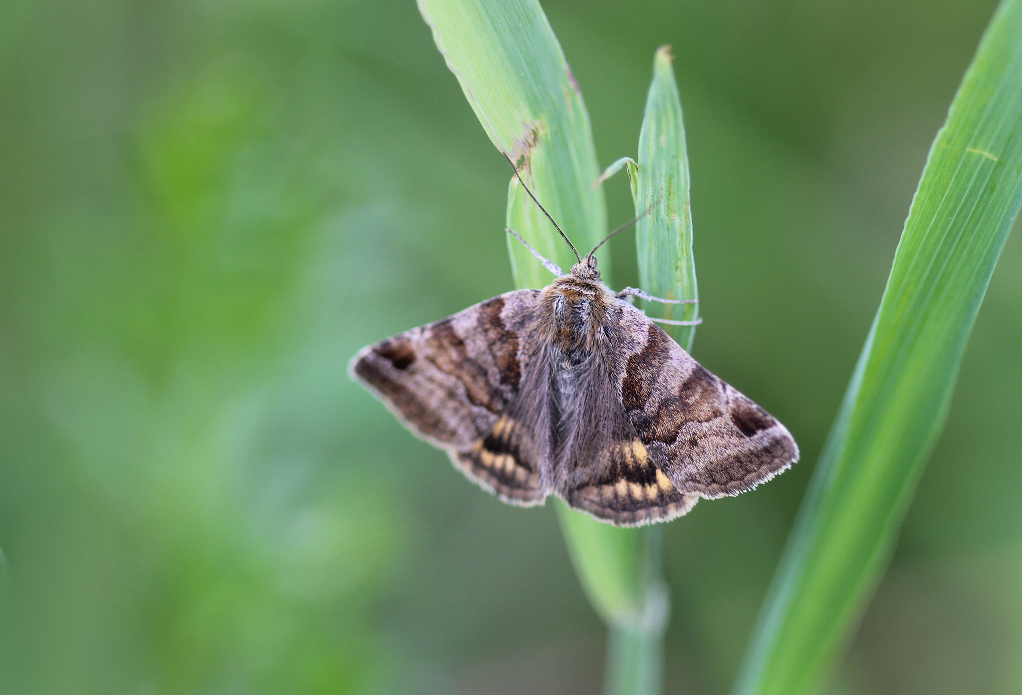 high angle view of butterfly