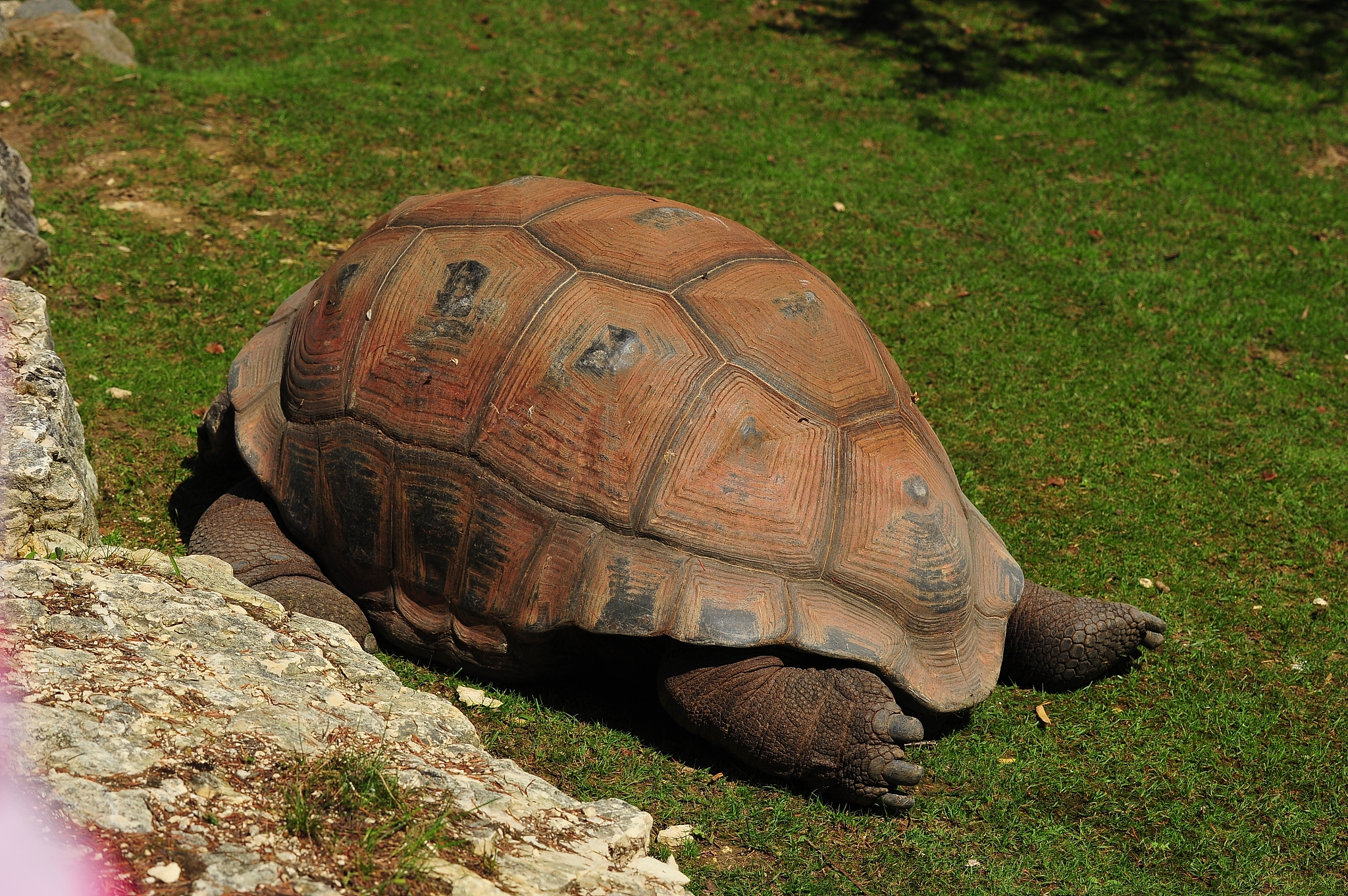 tortue géante