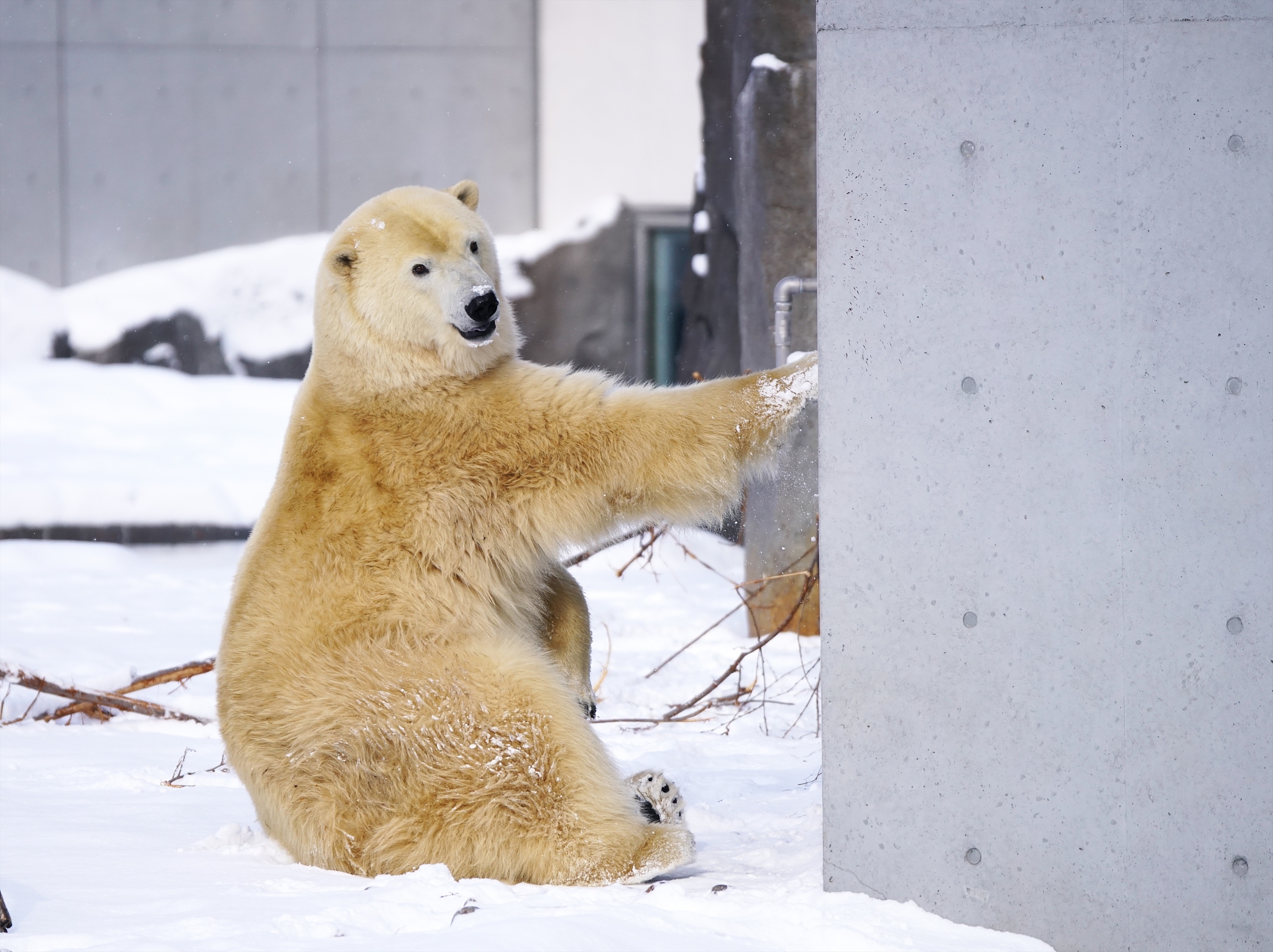 polar bears rejoice in the first snow of december 2nd year of re