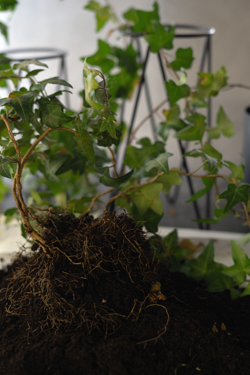 蒜香藤：美观背后的隐患，你真的适合种它吗？