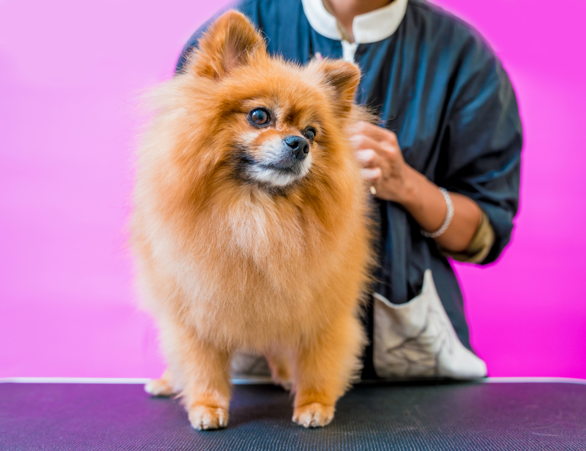 博美好养活吗?揭秘博美犬饲养秘籍,轻松成为合格主人