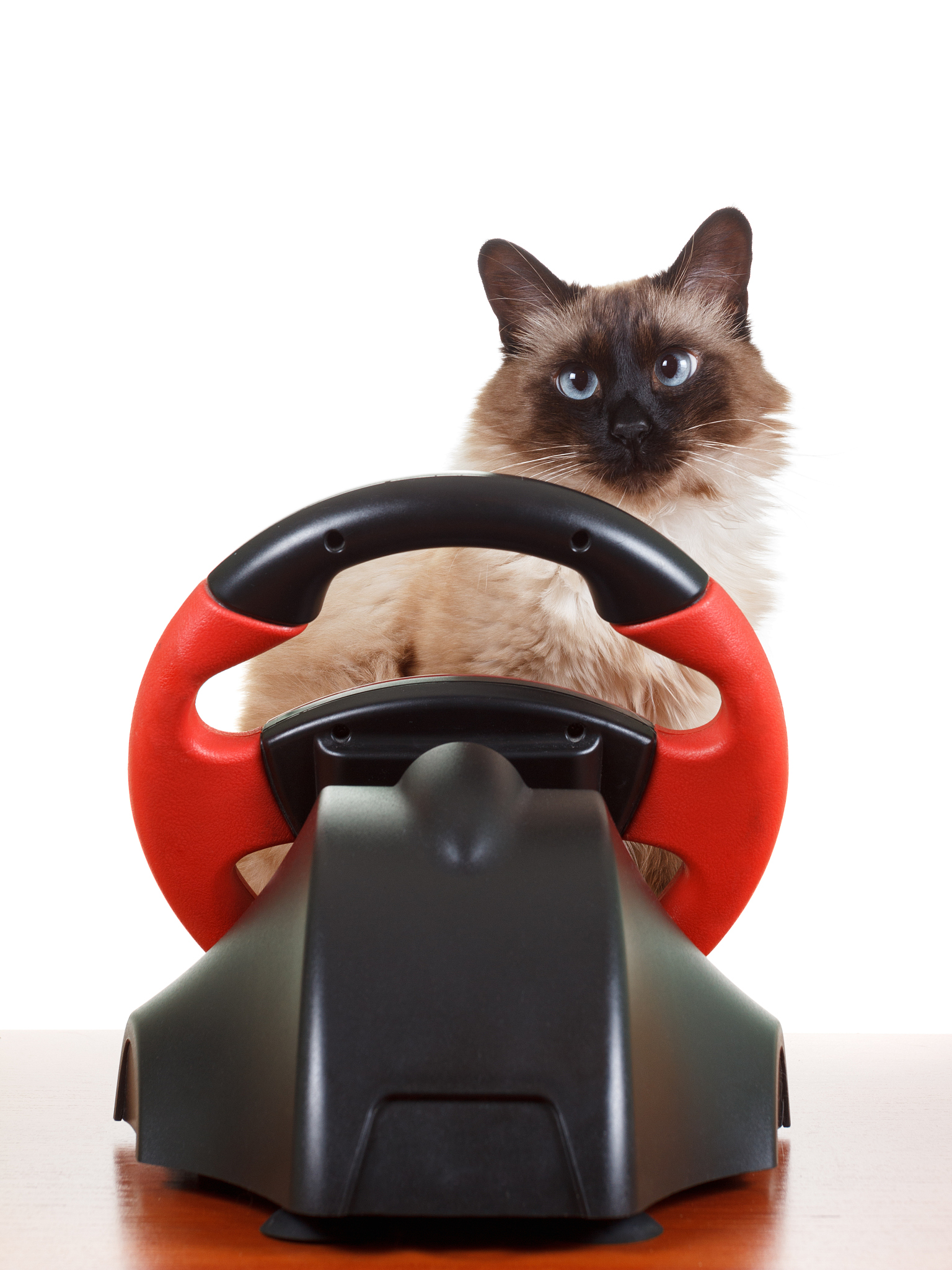 喵喵机：智能陪伴机器人猫，模拟猫的动作和声音