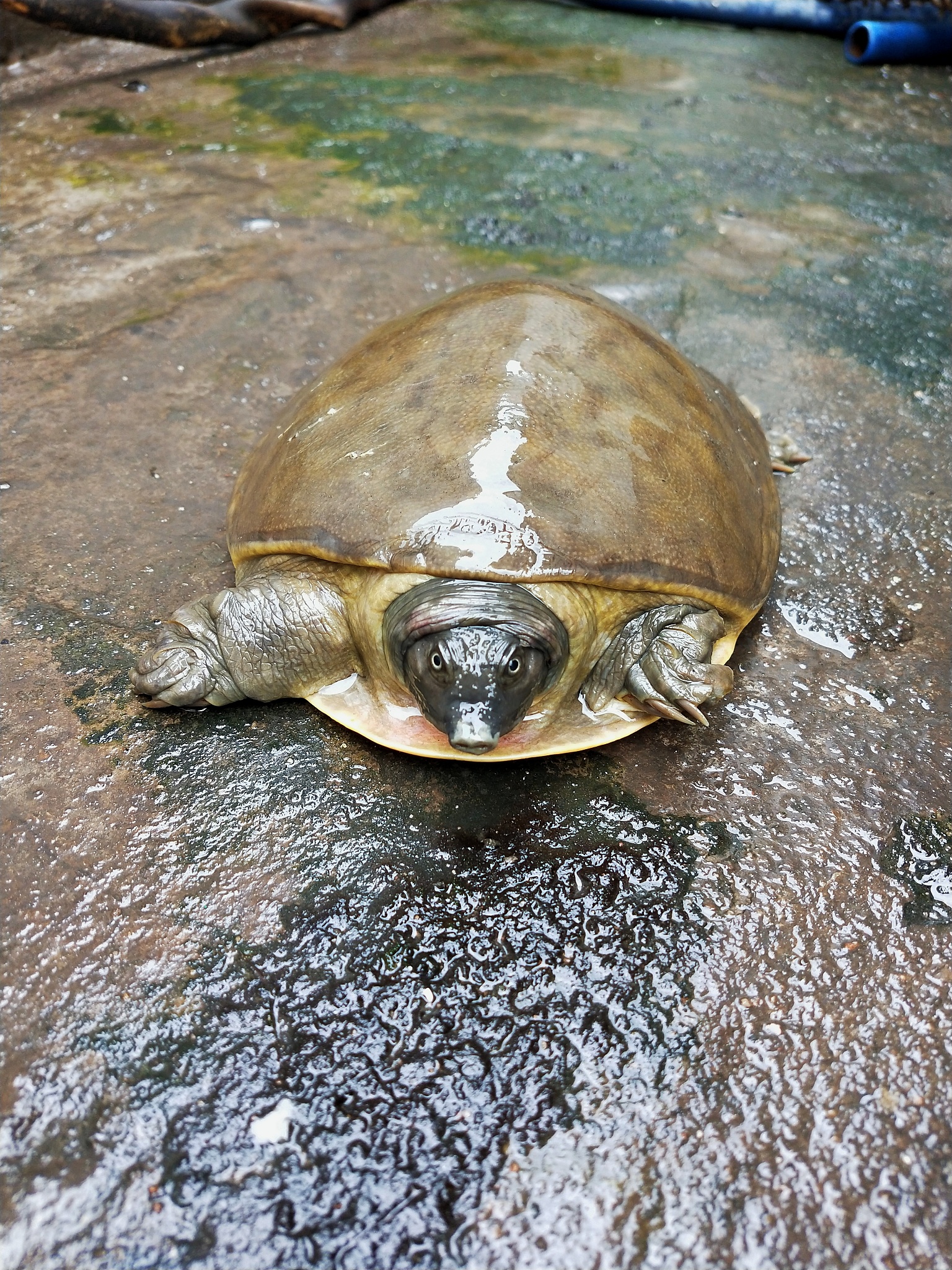 turtle