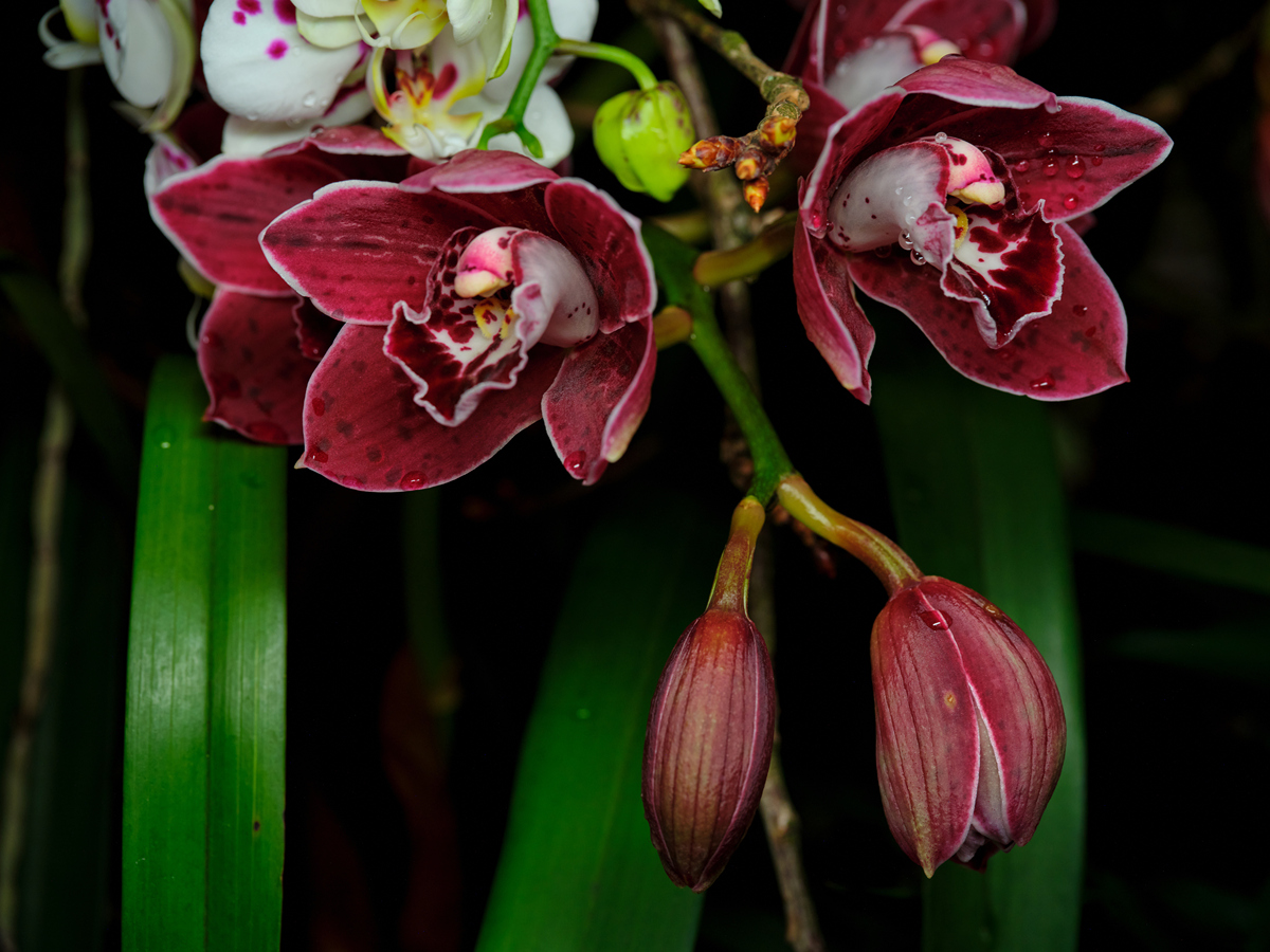 咖啡兰养殖指南：1500字详解种植技巧和注意事项