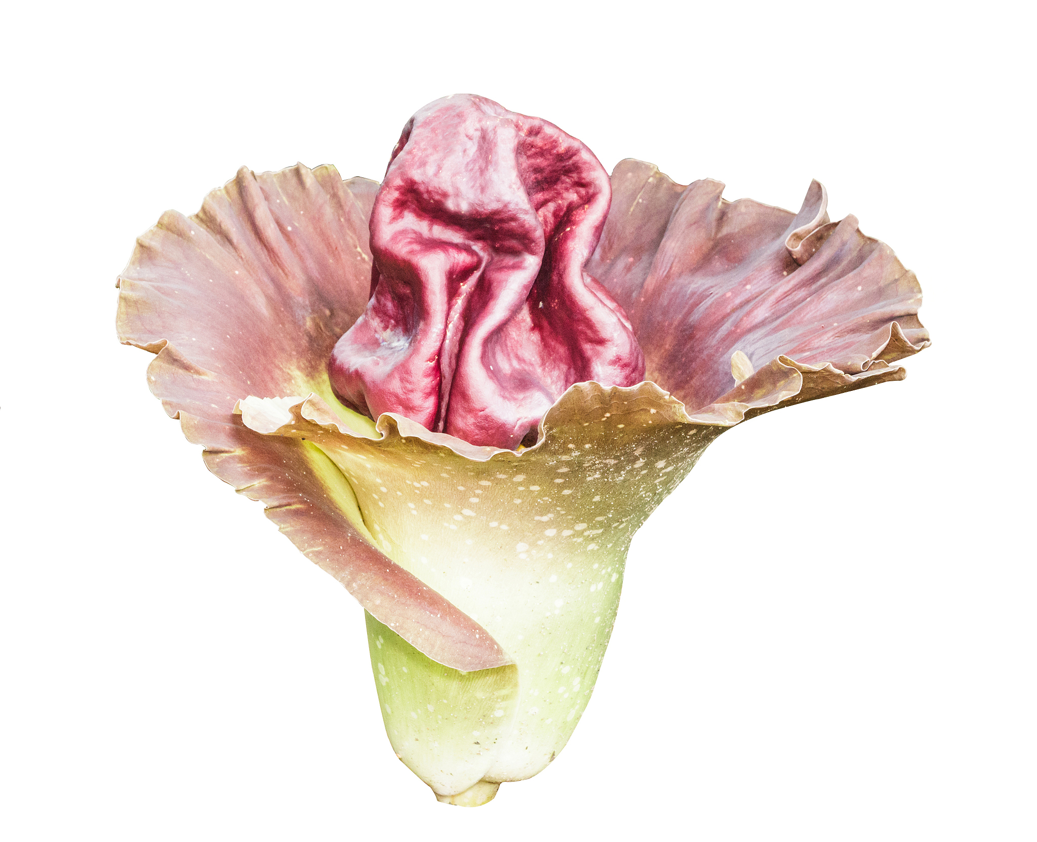 魔芋收购价格历史参考：每公斤2-5元，影响因素分析