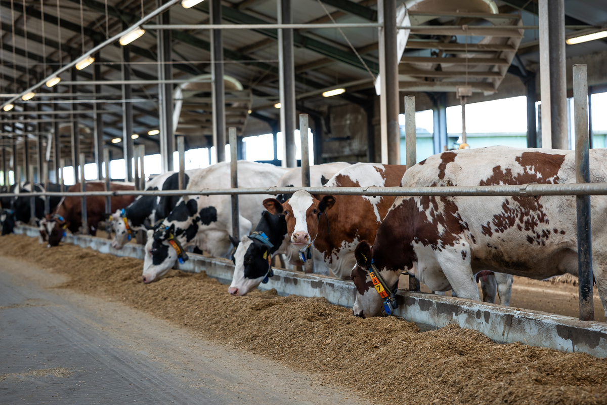 延安市育肥牛养殖管理技术要点及存在问题与对策建议
