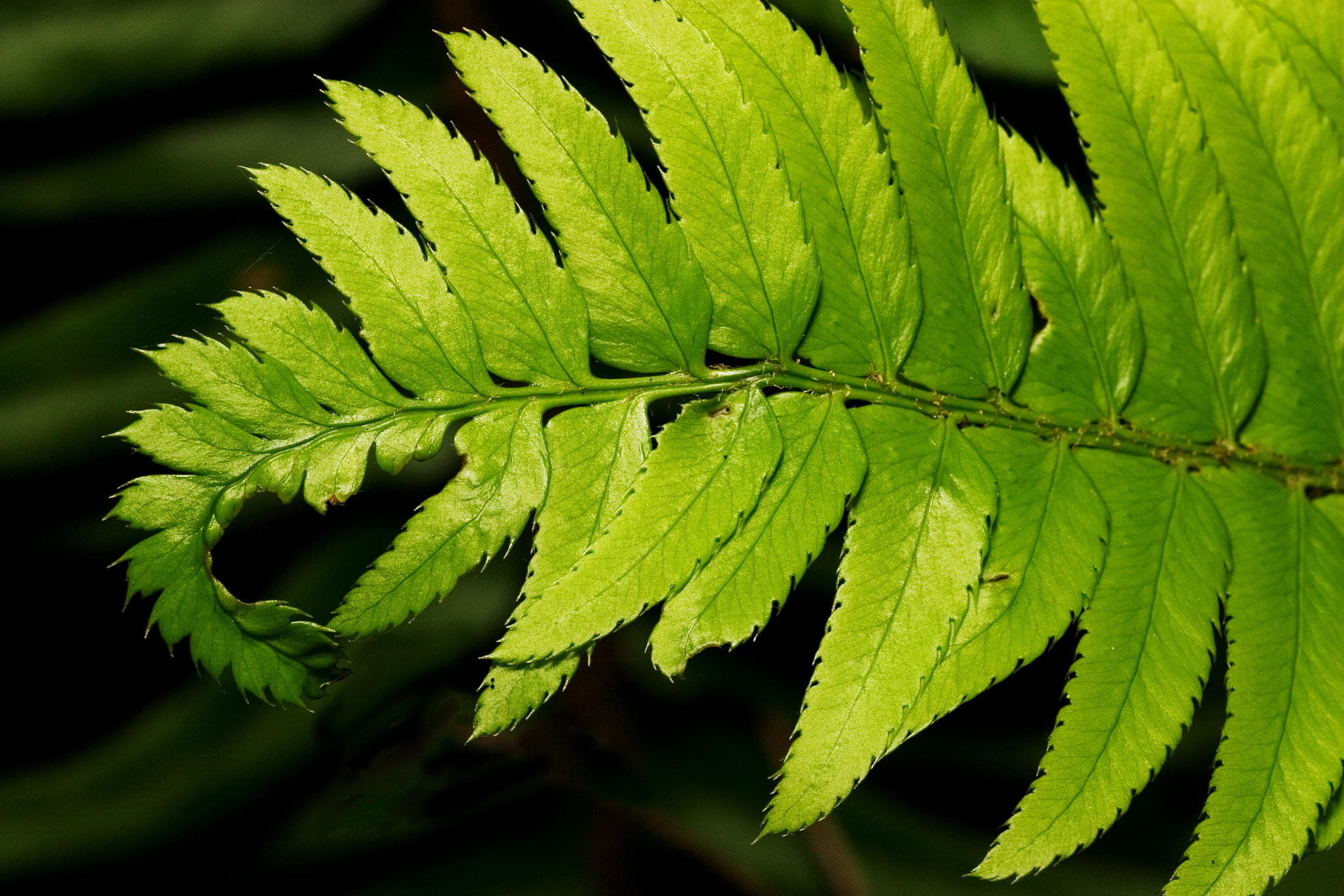 fern ends