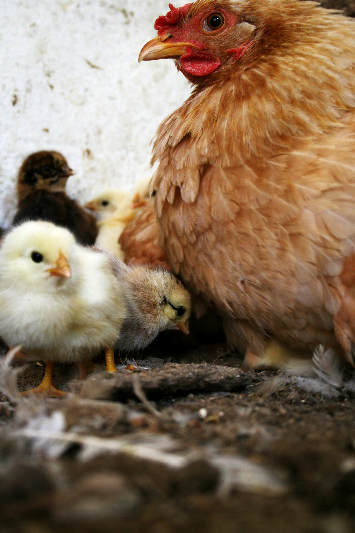 纠正孩子‘早产是我错’的错误观念