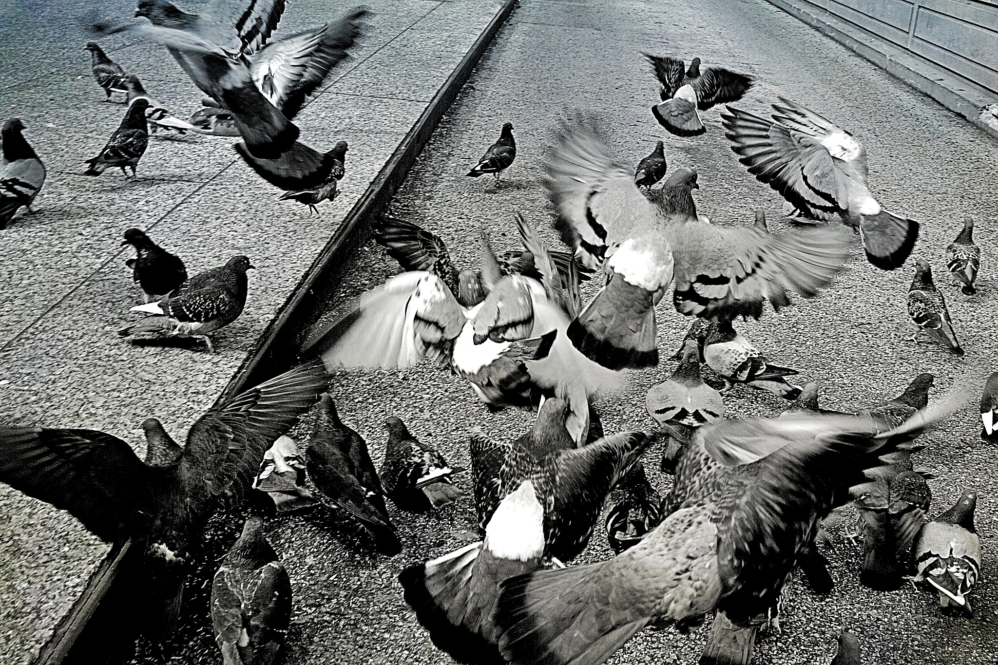 pigeons feeding