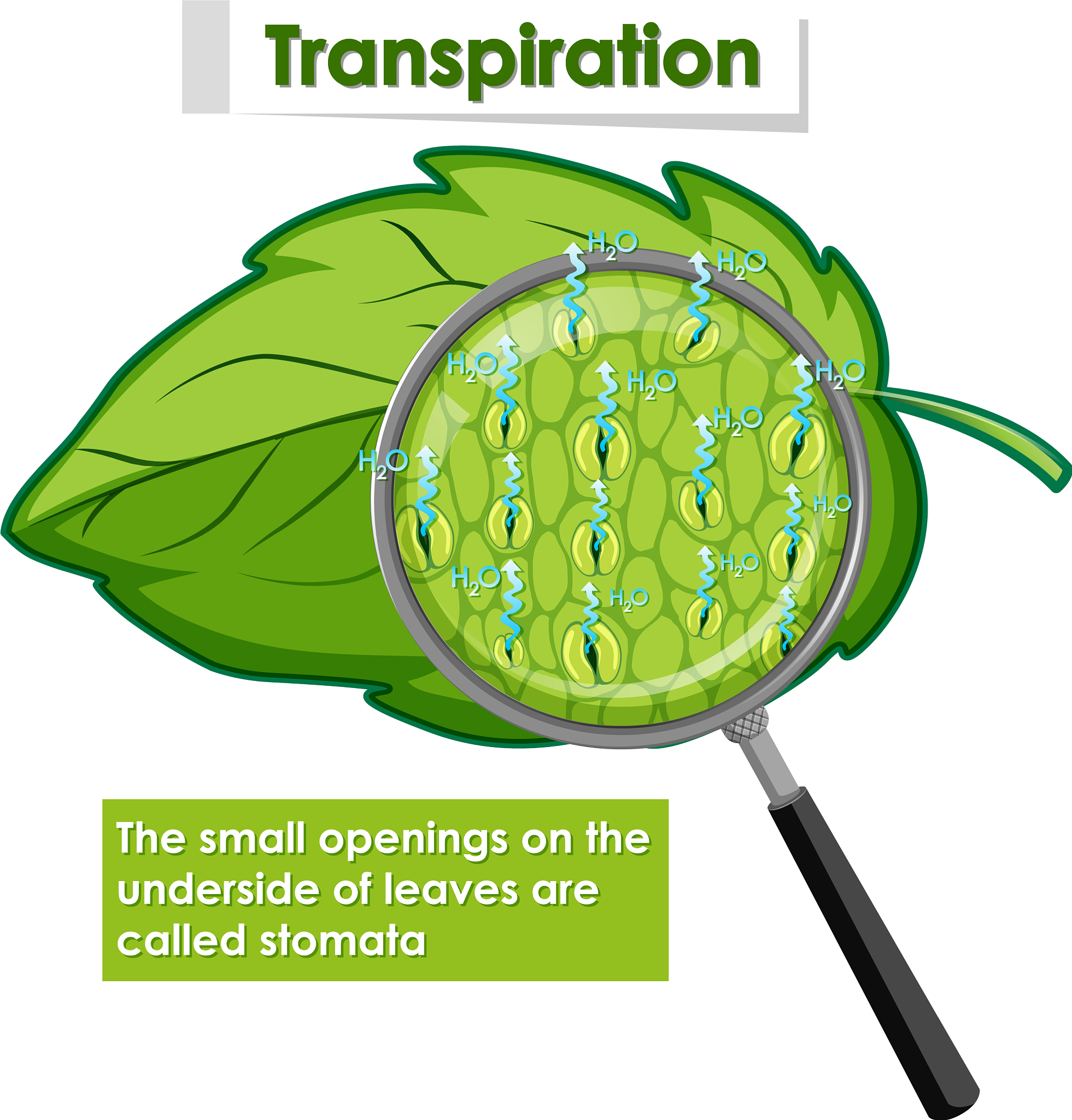 植物能量分配如何影响产量？