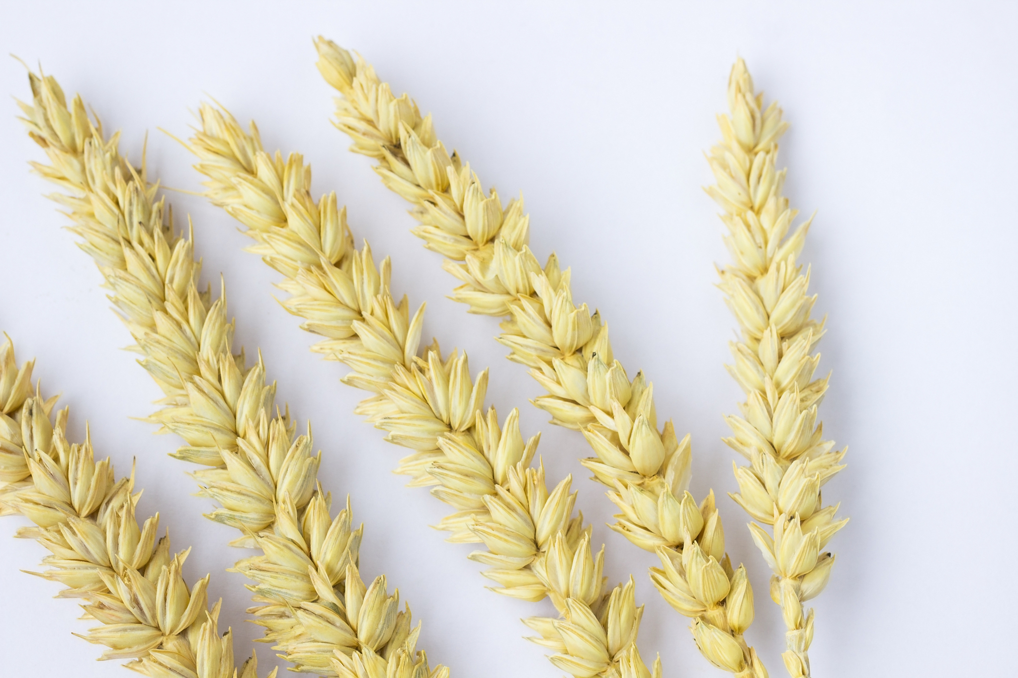 2022年瓮安职业技术学校中药制药专业招生