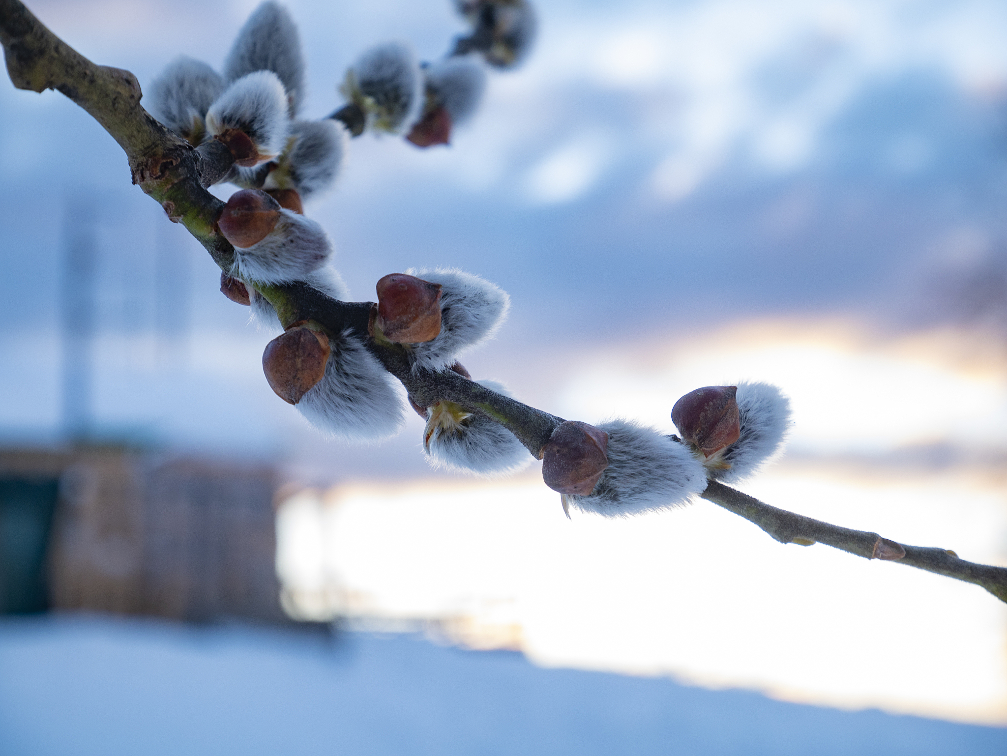 写十条形容雪柳的话
