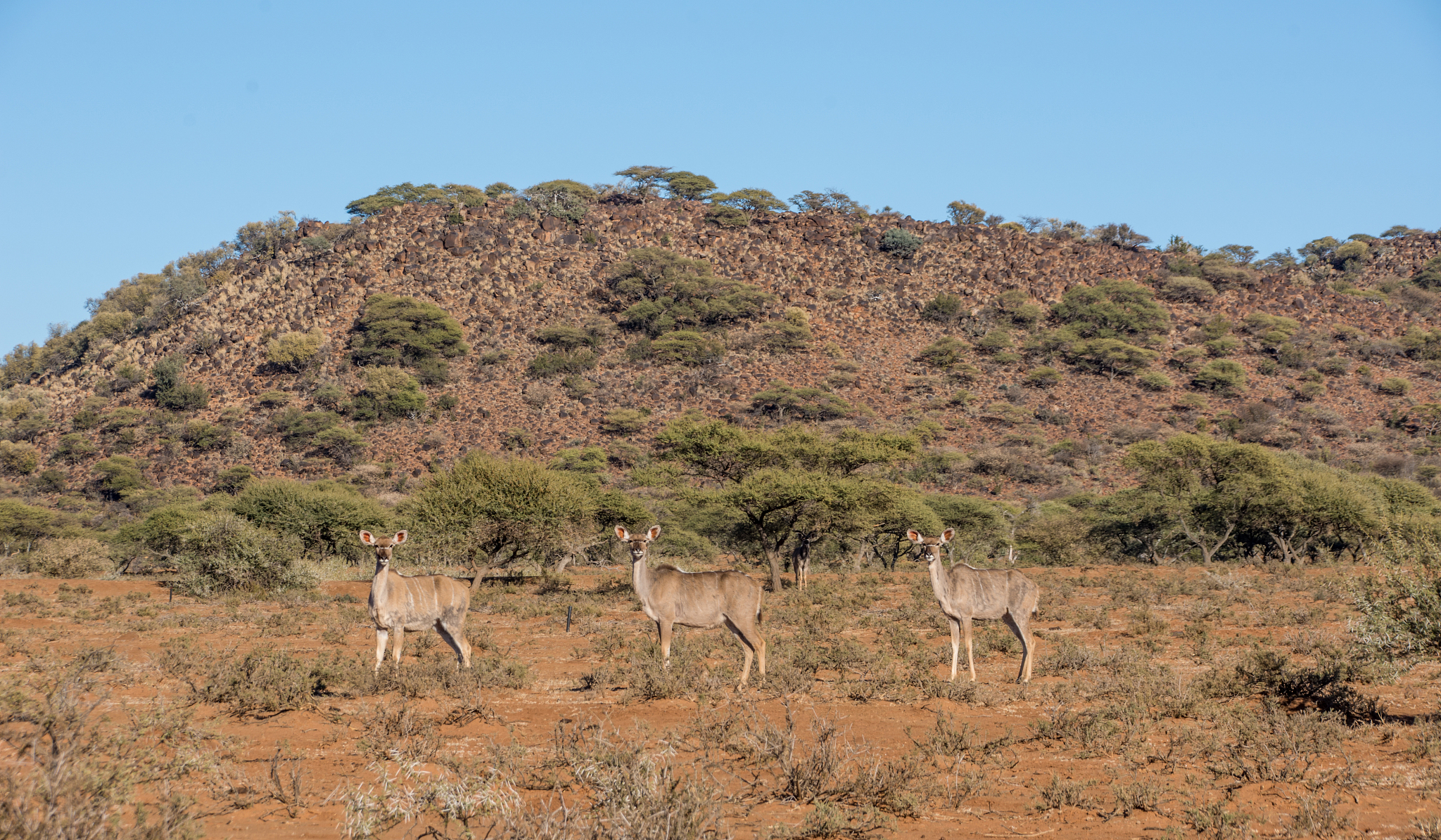female kudu antelope