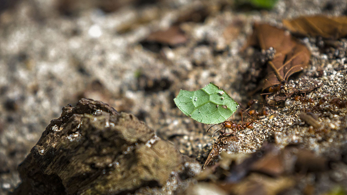2千字不加标点符号主角是蚂蚁修炼成神。