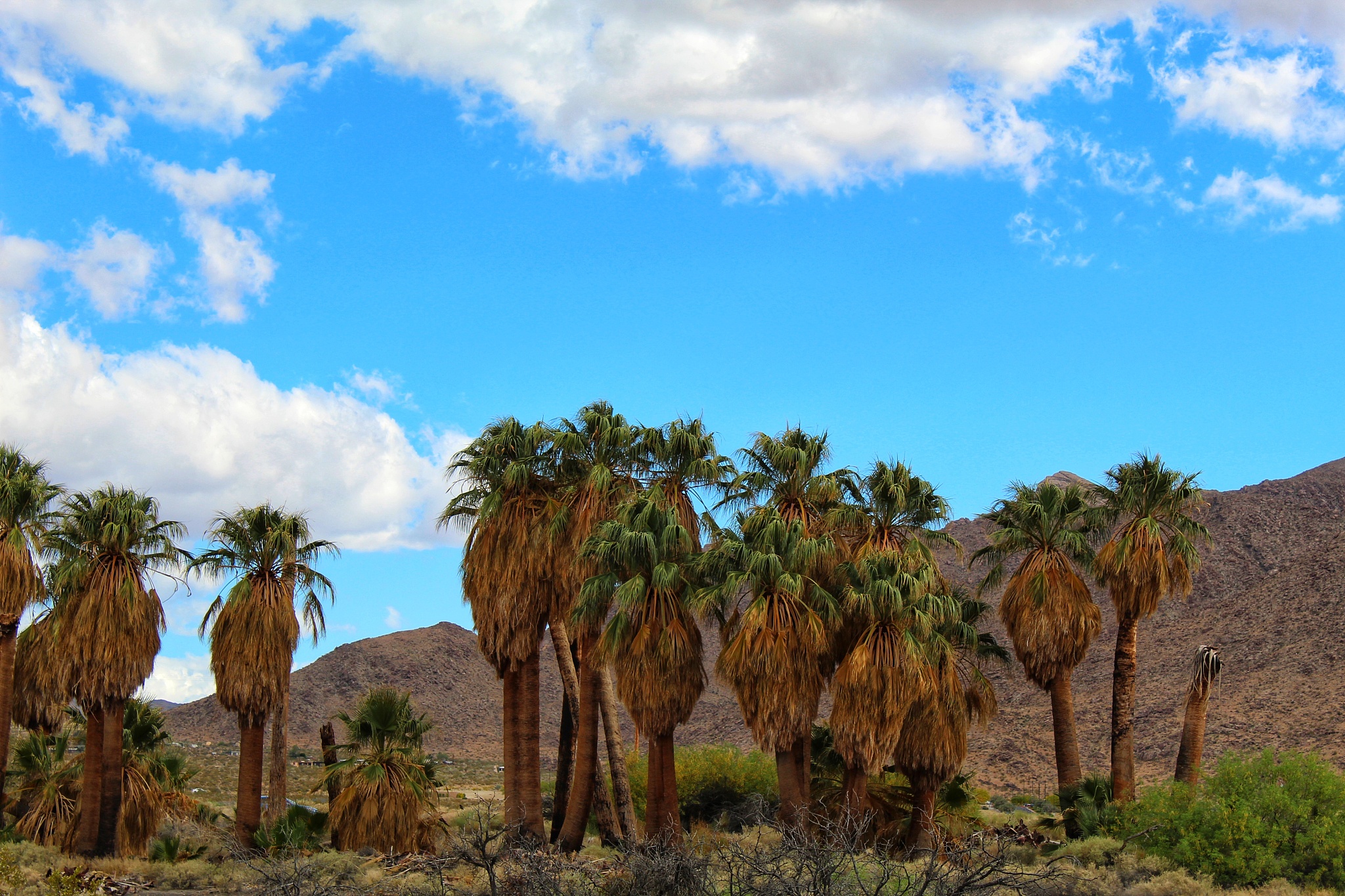 fan palm oasis - 29 palms - 050719 c