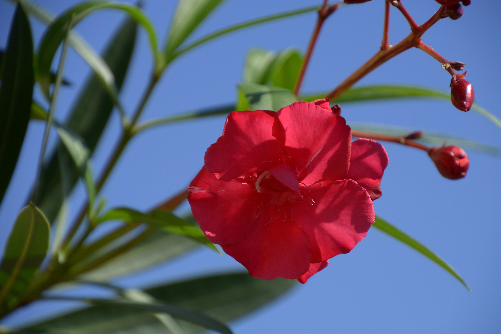nerium red flowers close-up