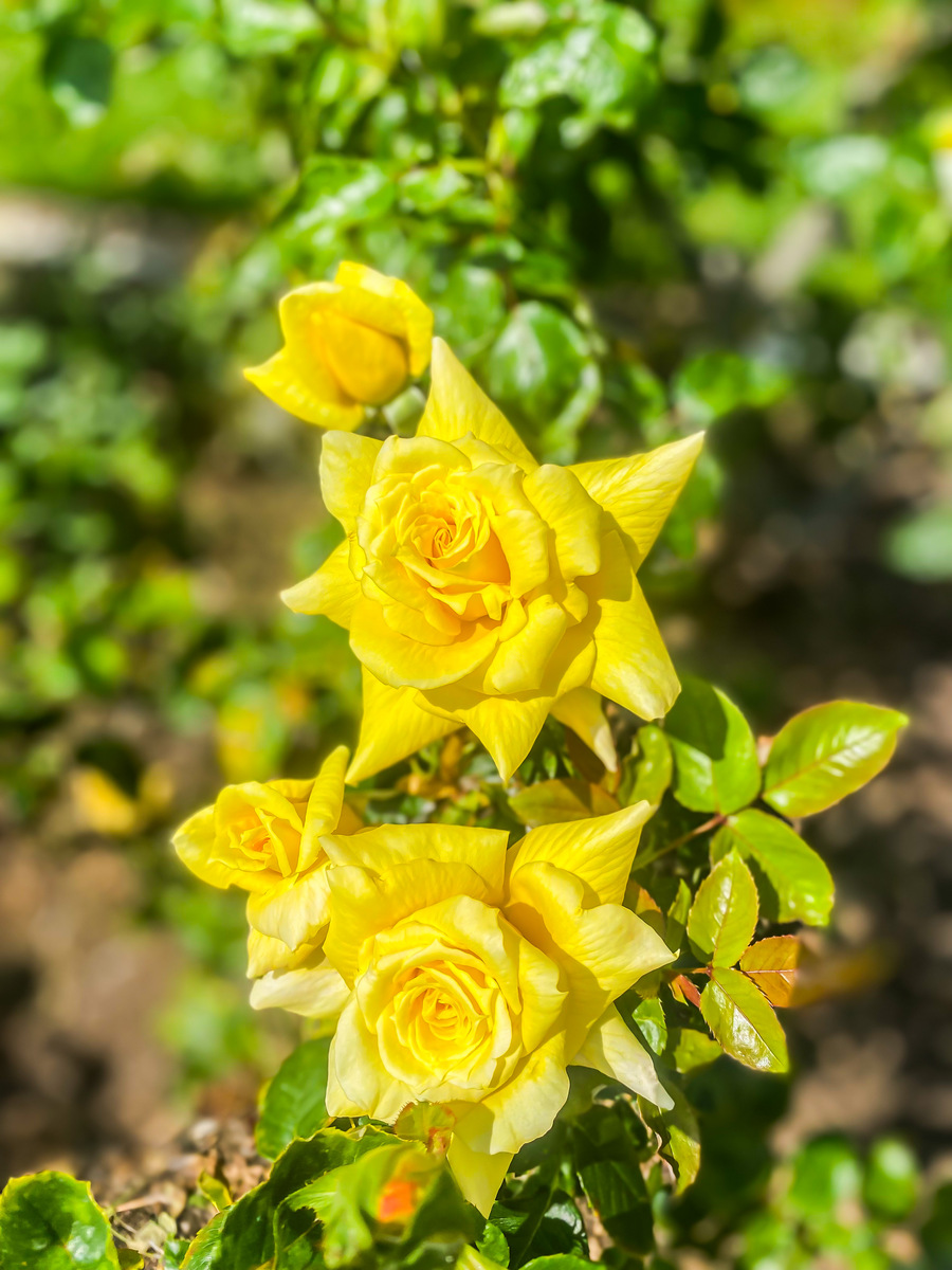 珍妮莫罗月季花：优雅的淡黄色花朵，易于养护