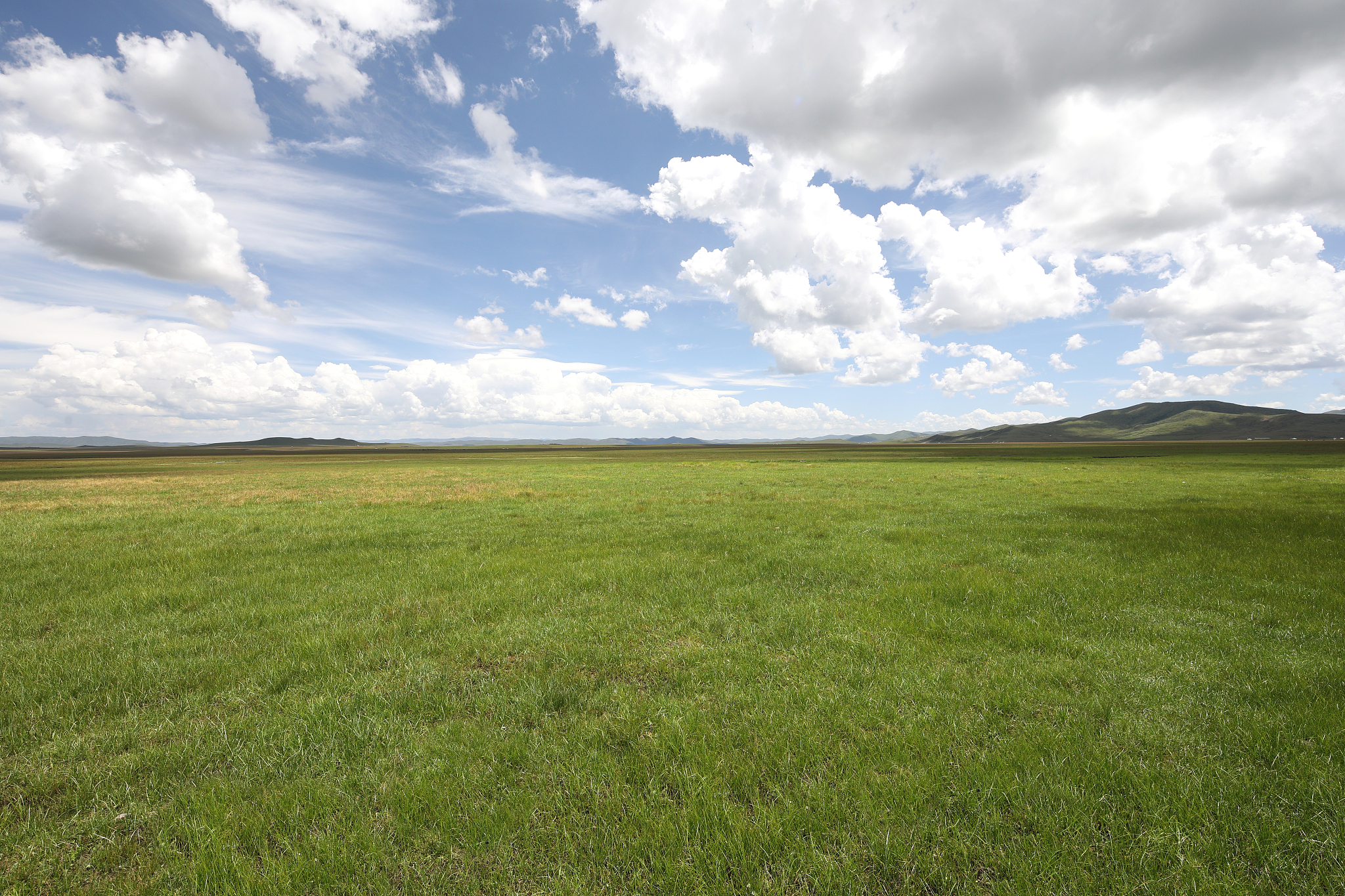 草原补播改良经济效益