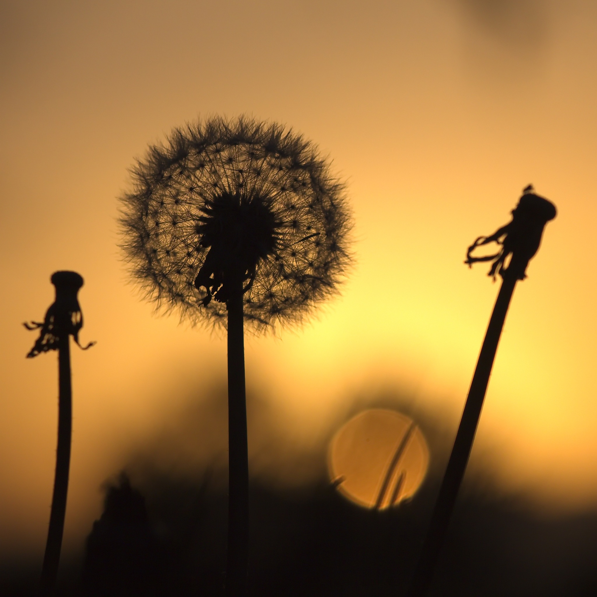 请以主题：遗憾开头：我曾捡到一束光日落时还给了太阳我知道那不是我的太阳但有一刻太阳确实照在了我身上。结尾：日落归山海山海藏深意。没有人不遗憾只是有人不喊疼！无能为力时人们总爱说顺其自然我抓不住世间美好只好装作万事顺逐的样子。写一篇600字左右的较深意的议论文