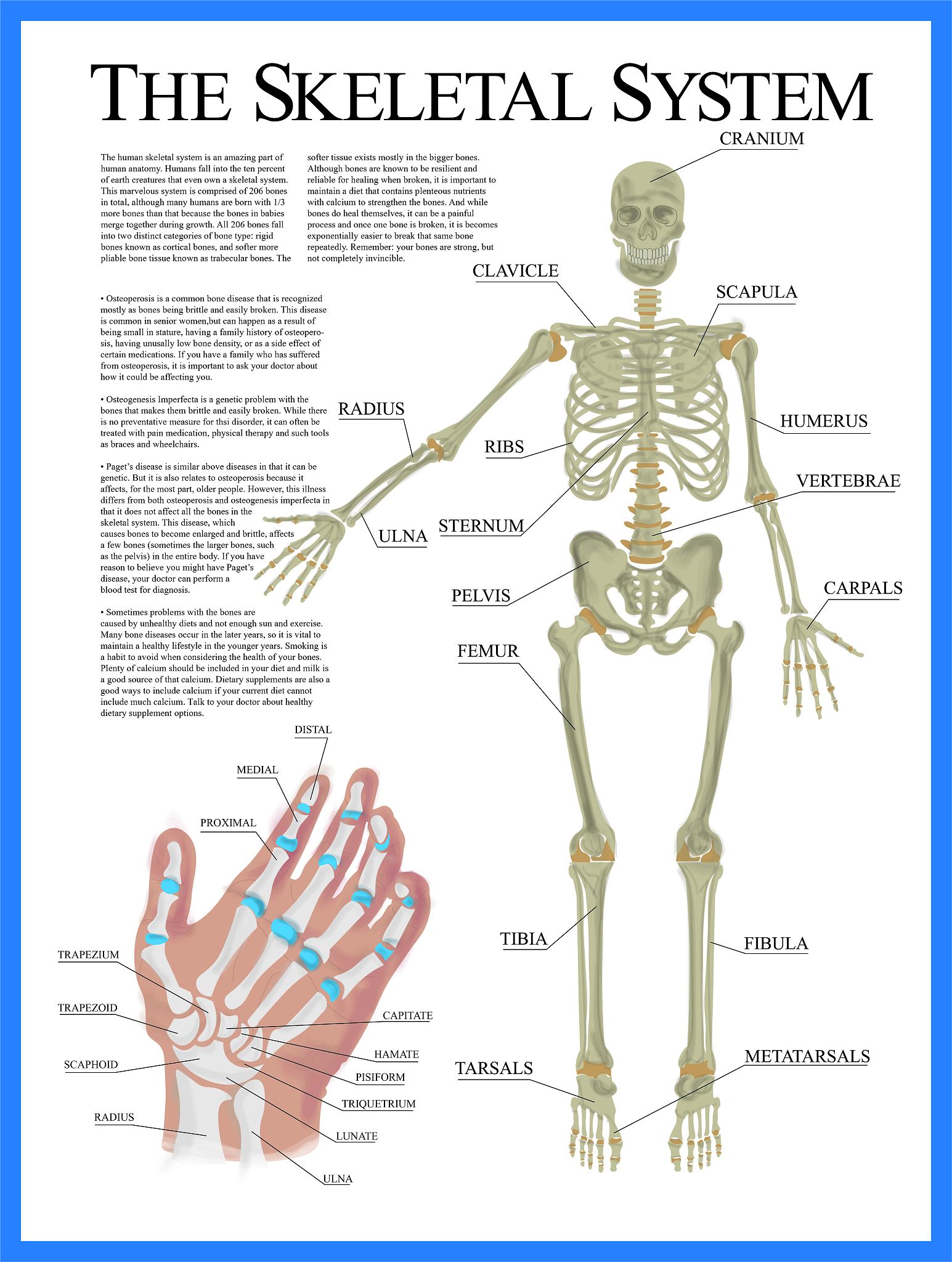 人体骨骼翻译：中间隆起