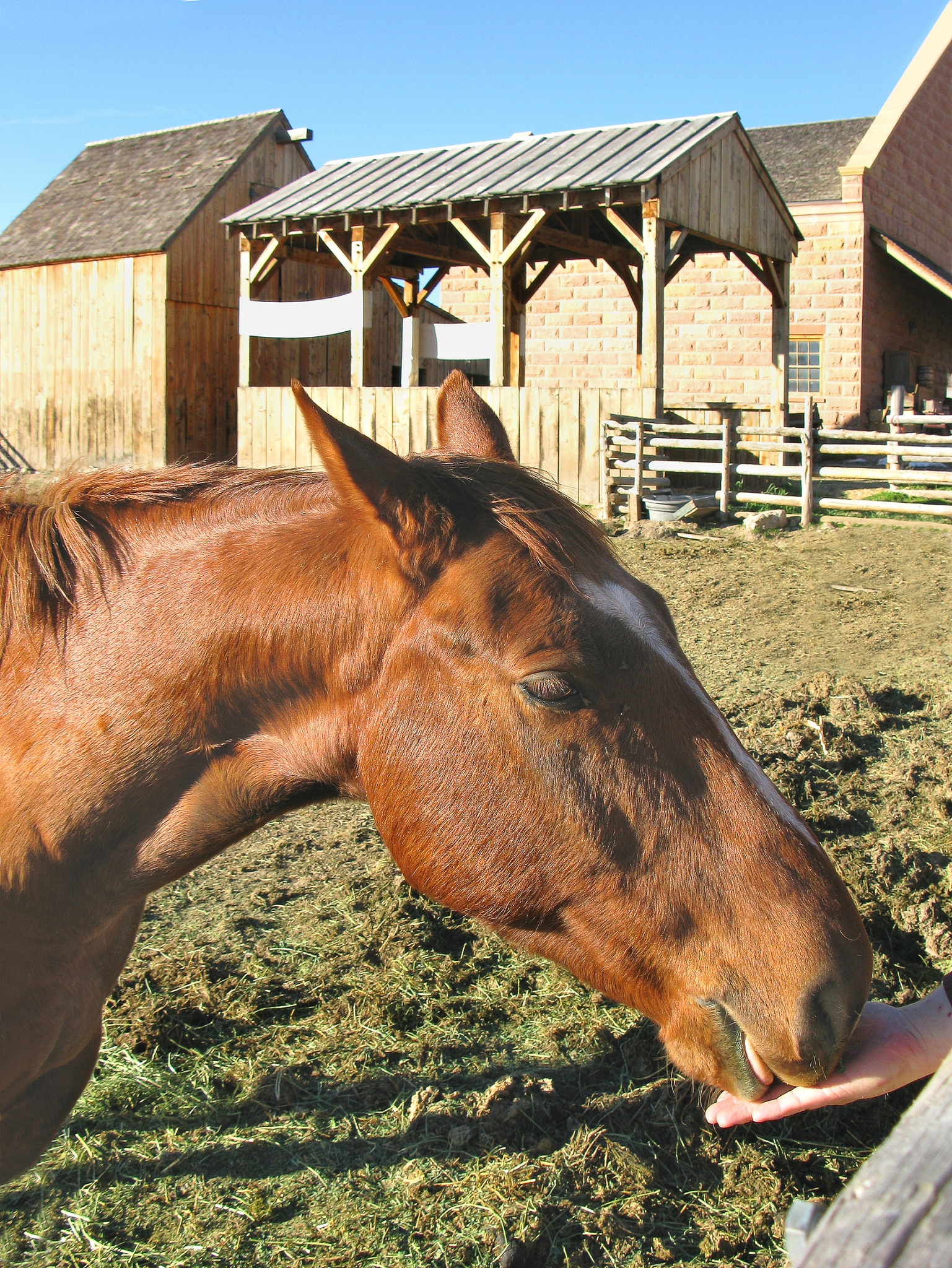 head of a horse