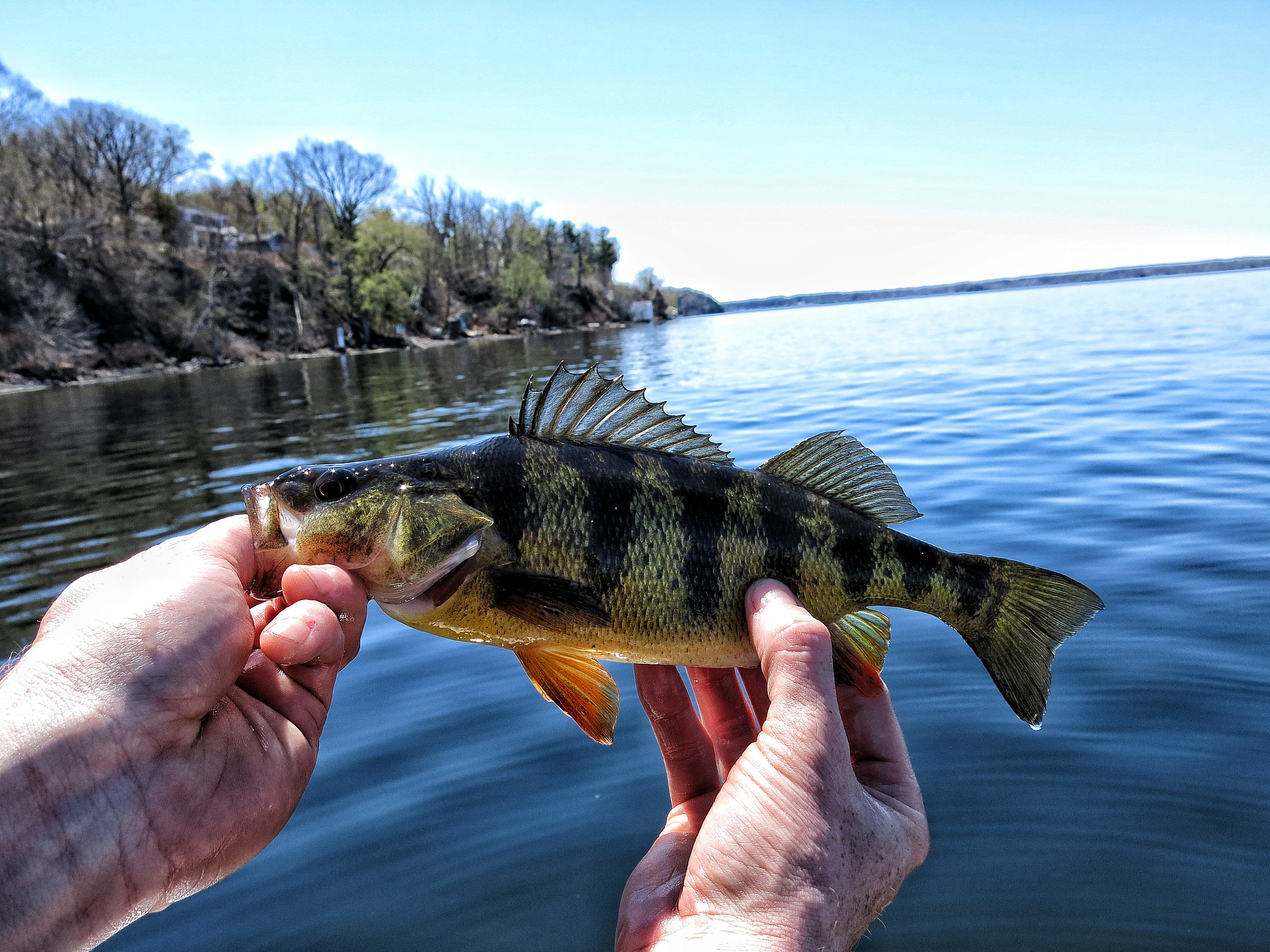 加州太浩湖有鳄鱼吗？