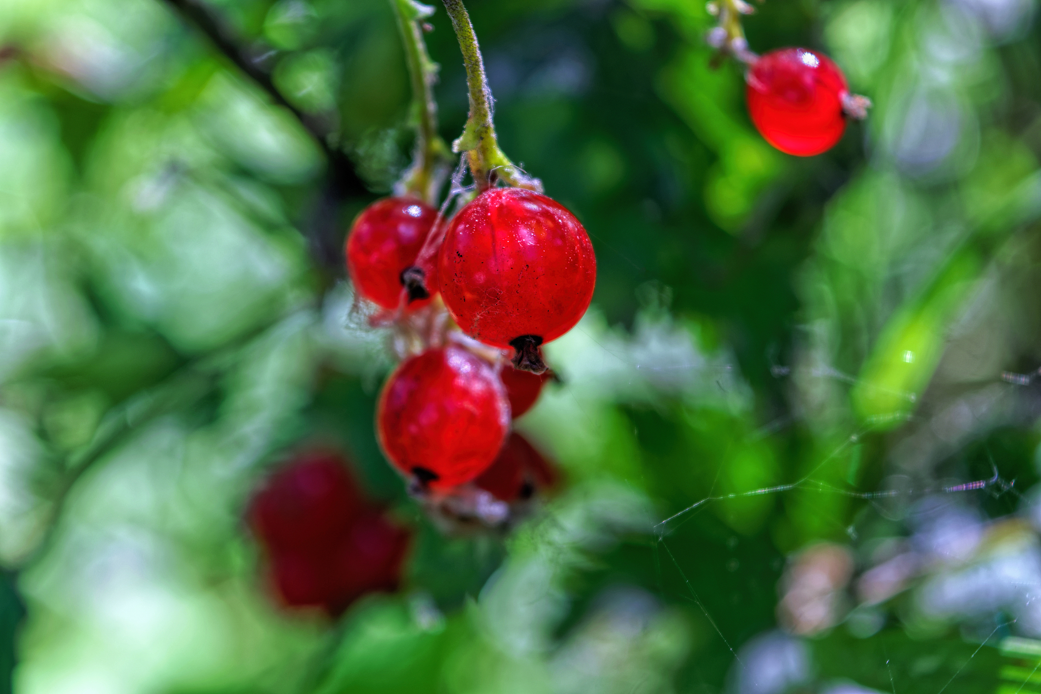 red currant. ripe and fresh organic redcurrant berries