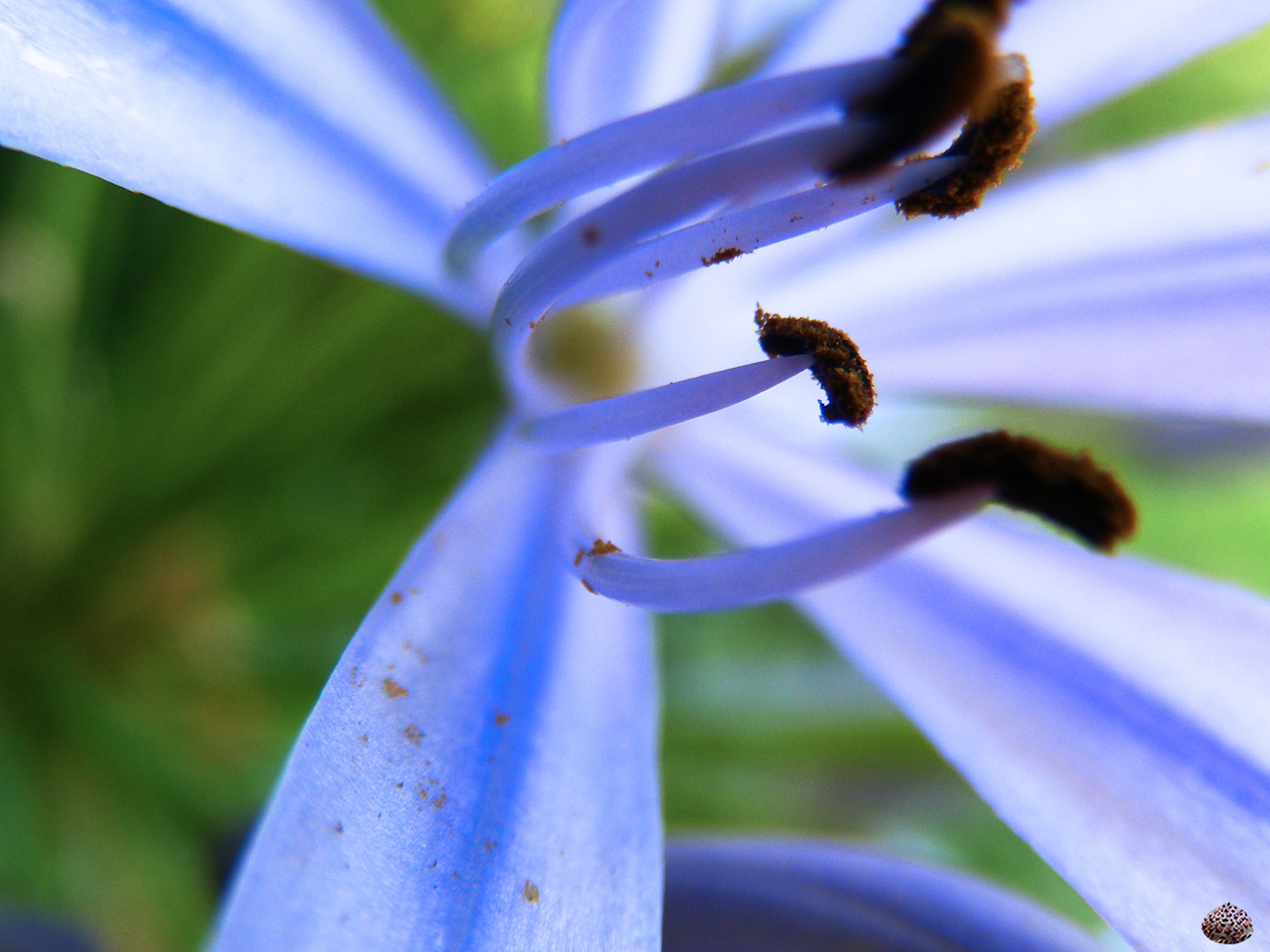 detail shot of flower