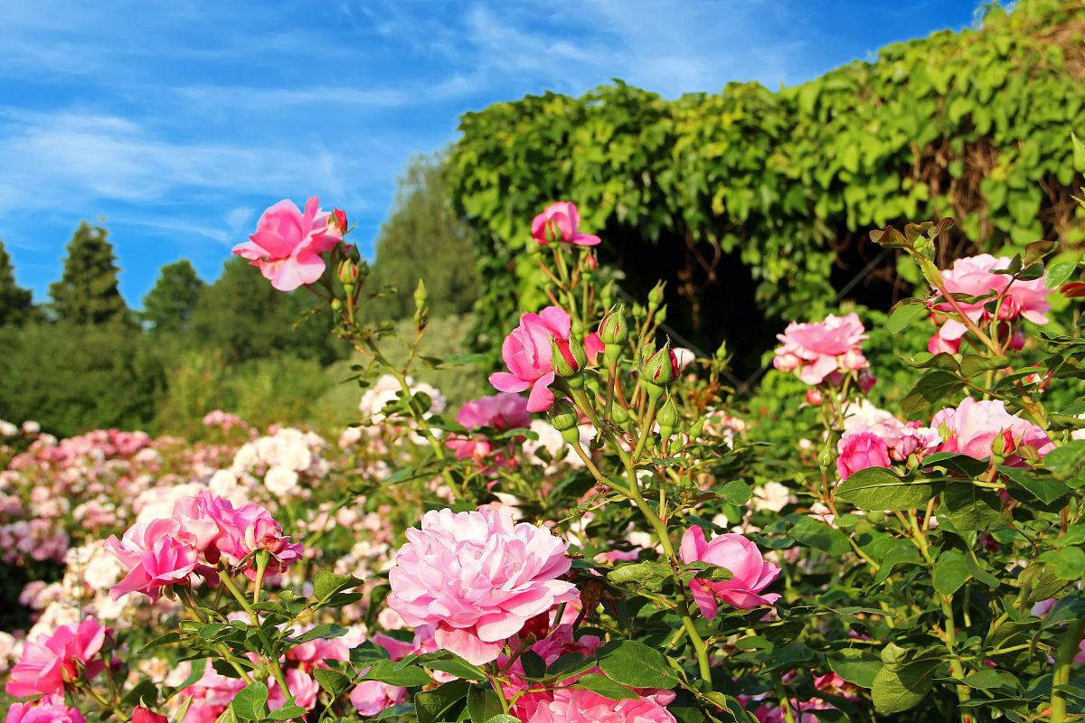 花园里的花儿开放了扩句