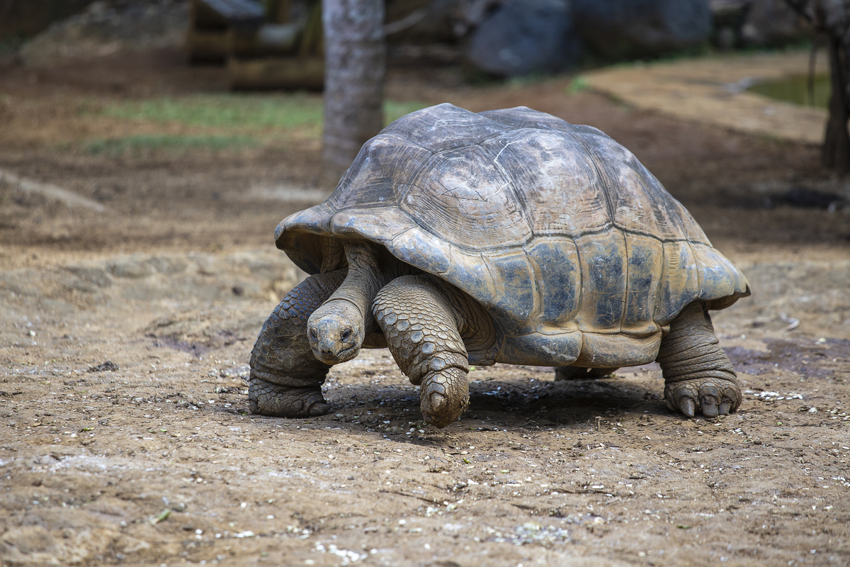 塞舌尔巨龟(aldabrachelys gigantea hololissa),又称