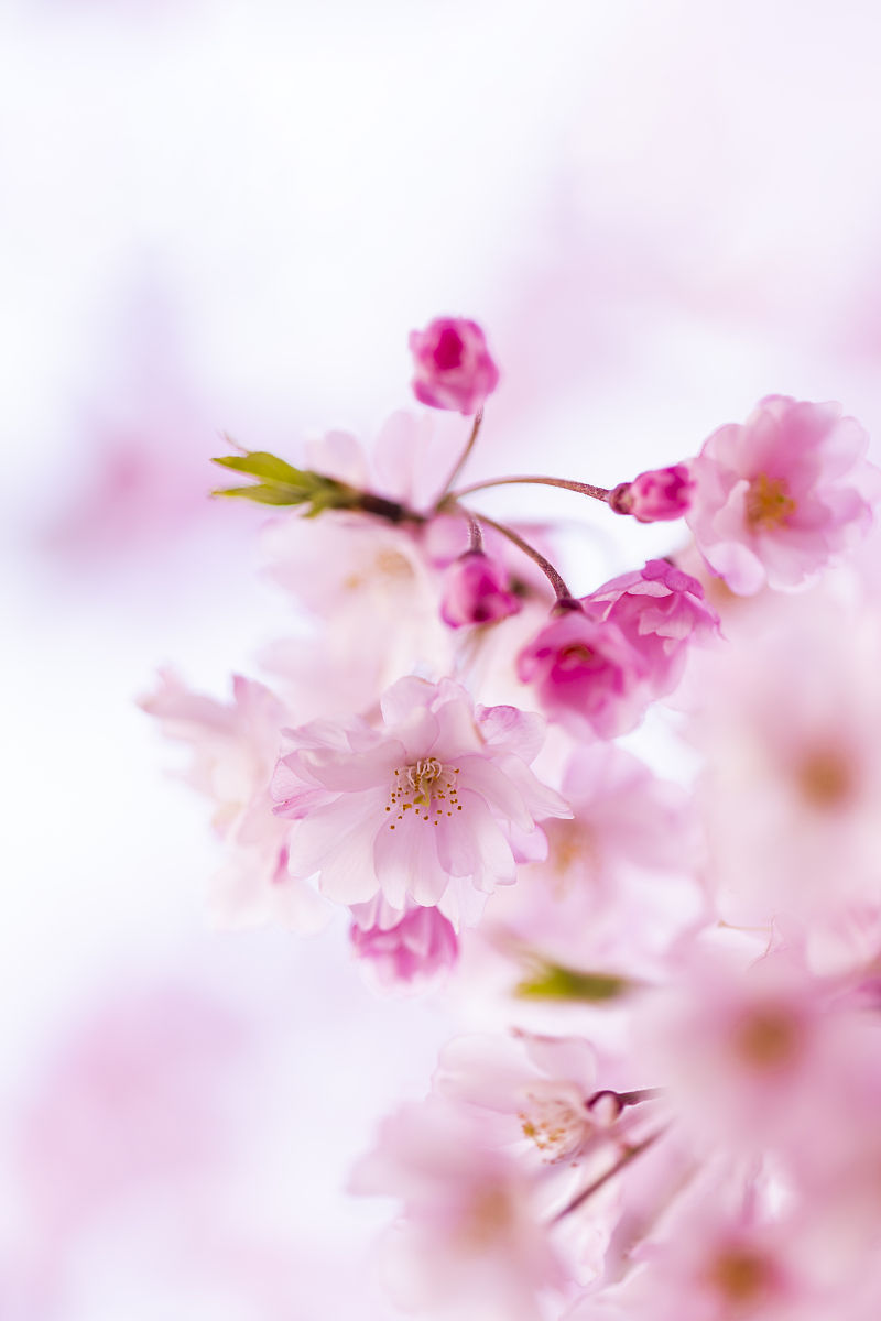 粉红花朵盛开树枝上的唯美摄影图片