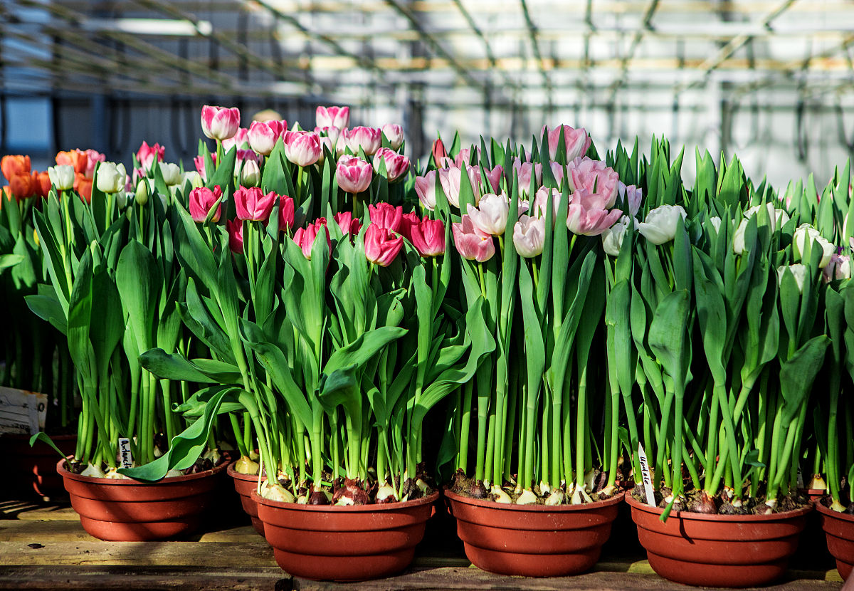 郁金香怎么种 郁金香的水培教程