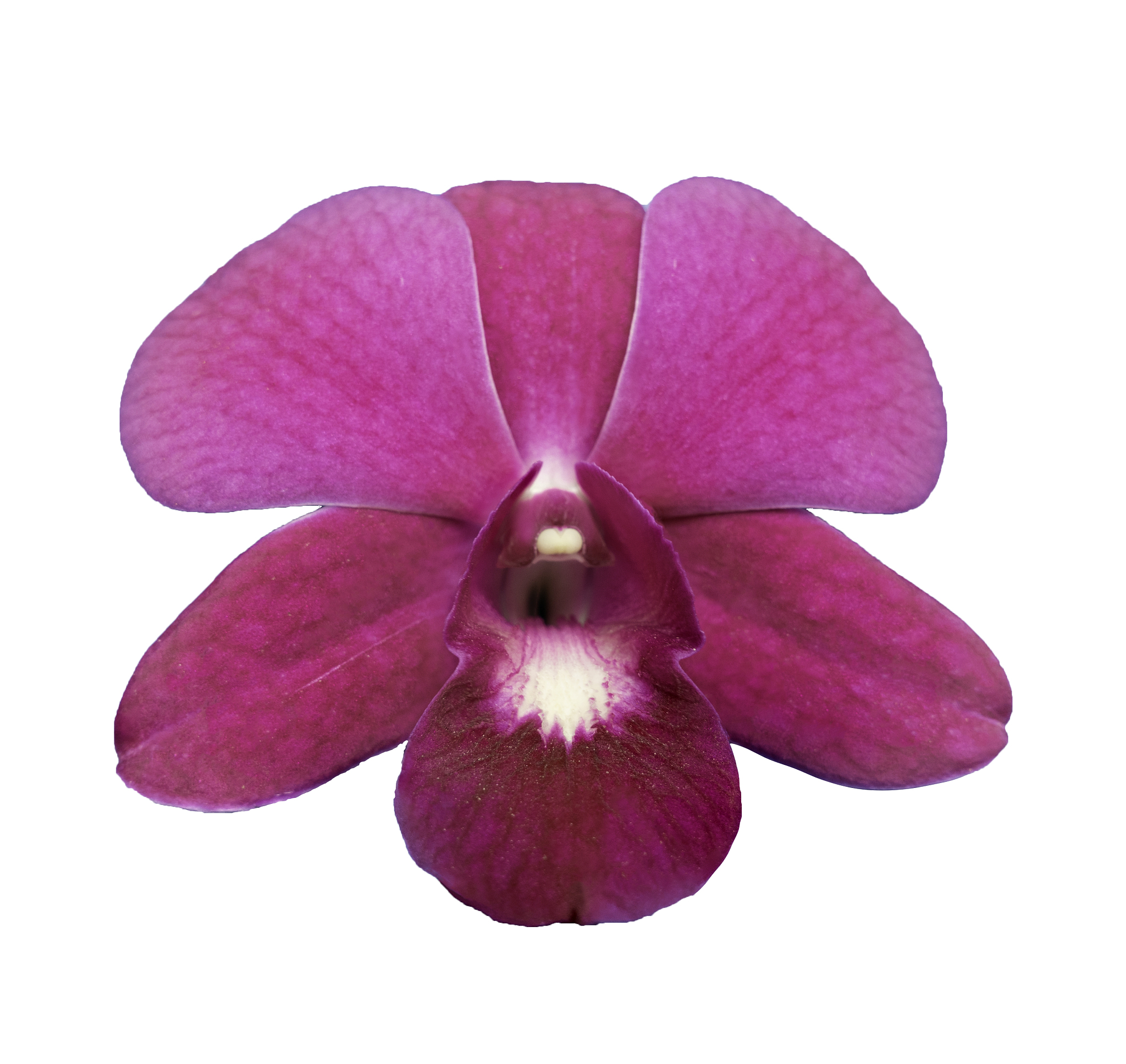 a delicate scarlet pink flower phalaenopsis orchid isolated on w