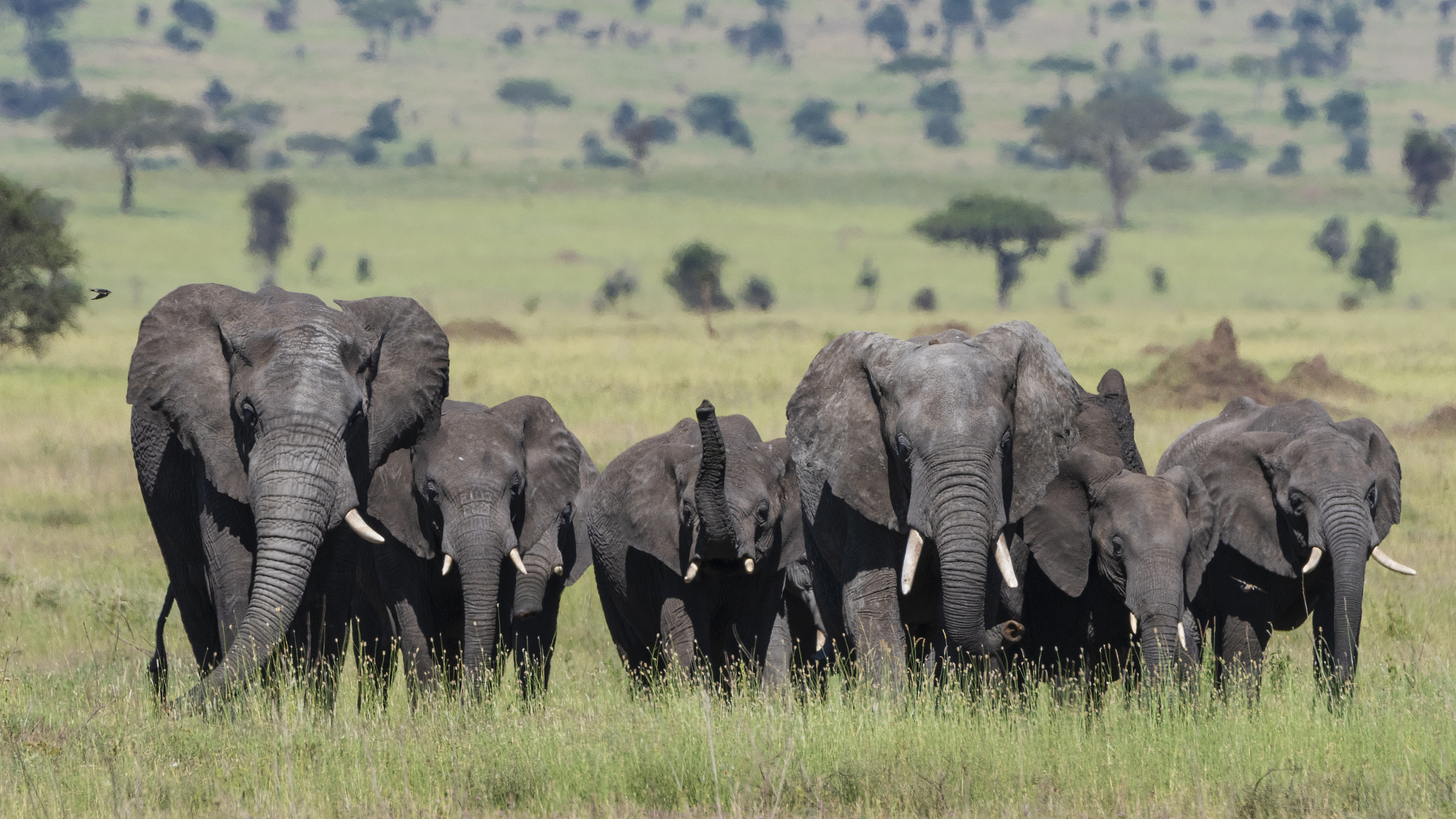 african elephant herd (loxodonta africana) walking in the sereng