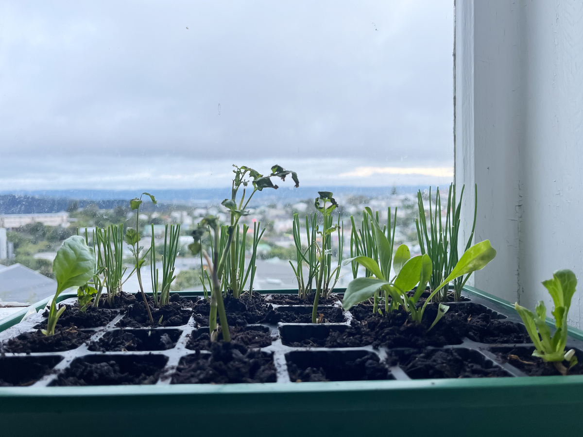 种植保存：保护生物多样性、传承文化、应对气候变化