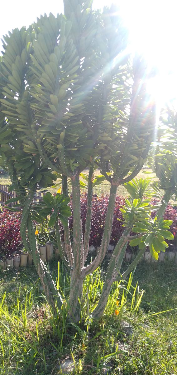 网易版我的世界app主页功能介绍 - 快速了解四大模块！