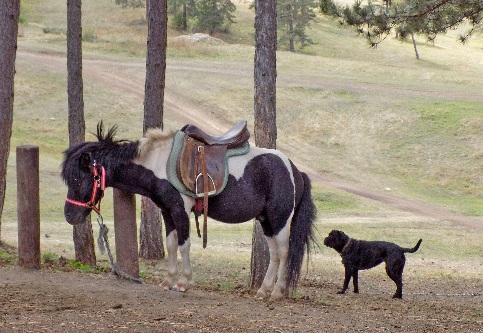 colorful pony tied to a tree trunk, with a black dog who keep ey