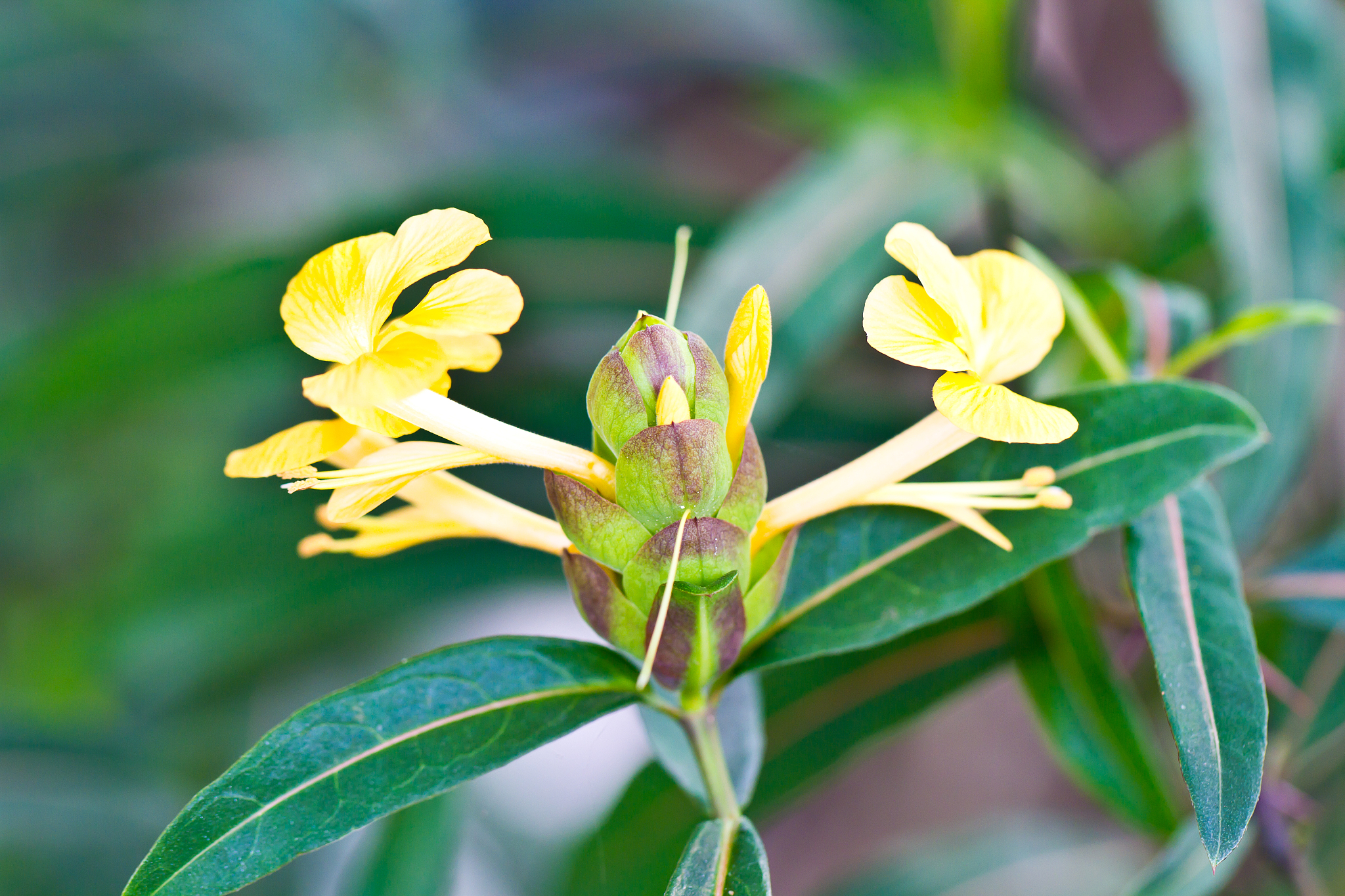 barleria lupulina lindl flower
