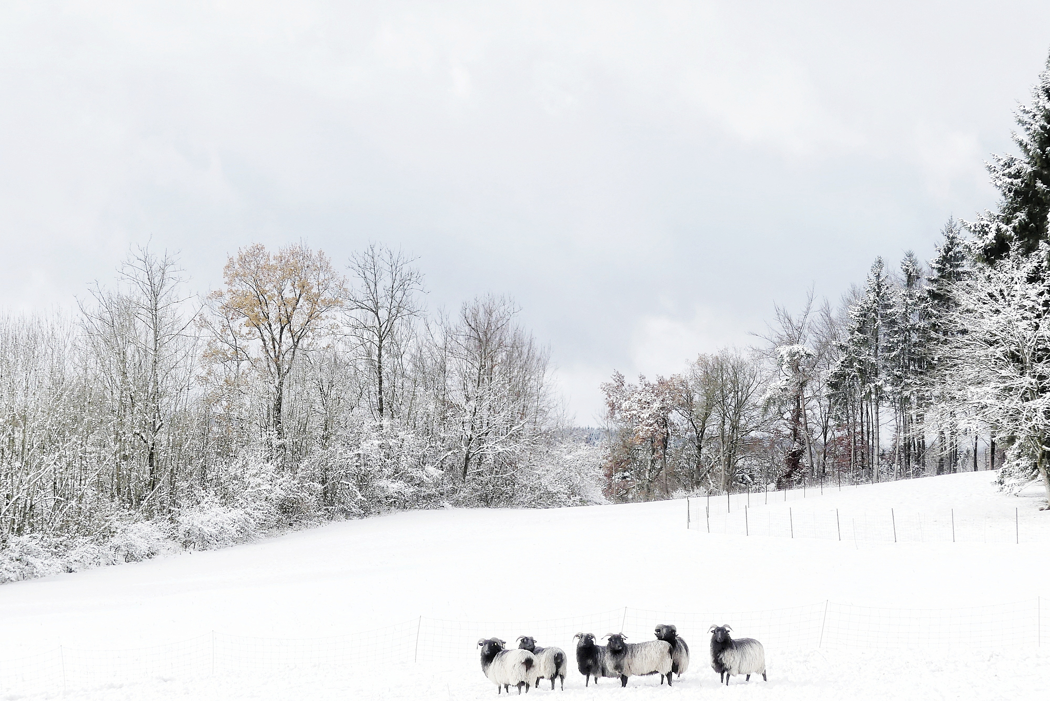 雪落高山遍地白这句话代表哪个生肖？具体原因是什么