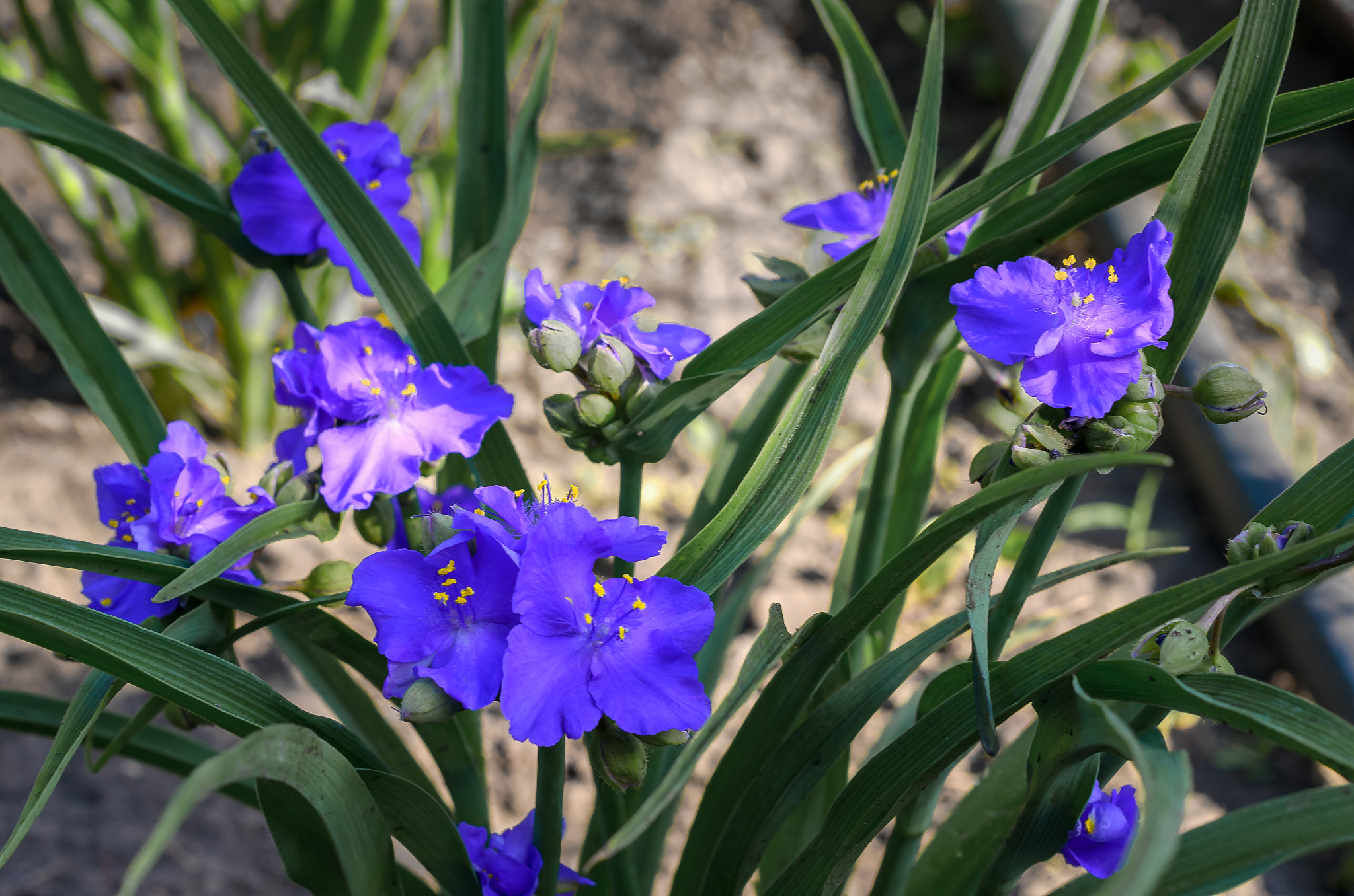 blue summer flower on a background of green leaves.