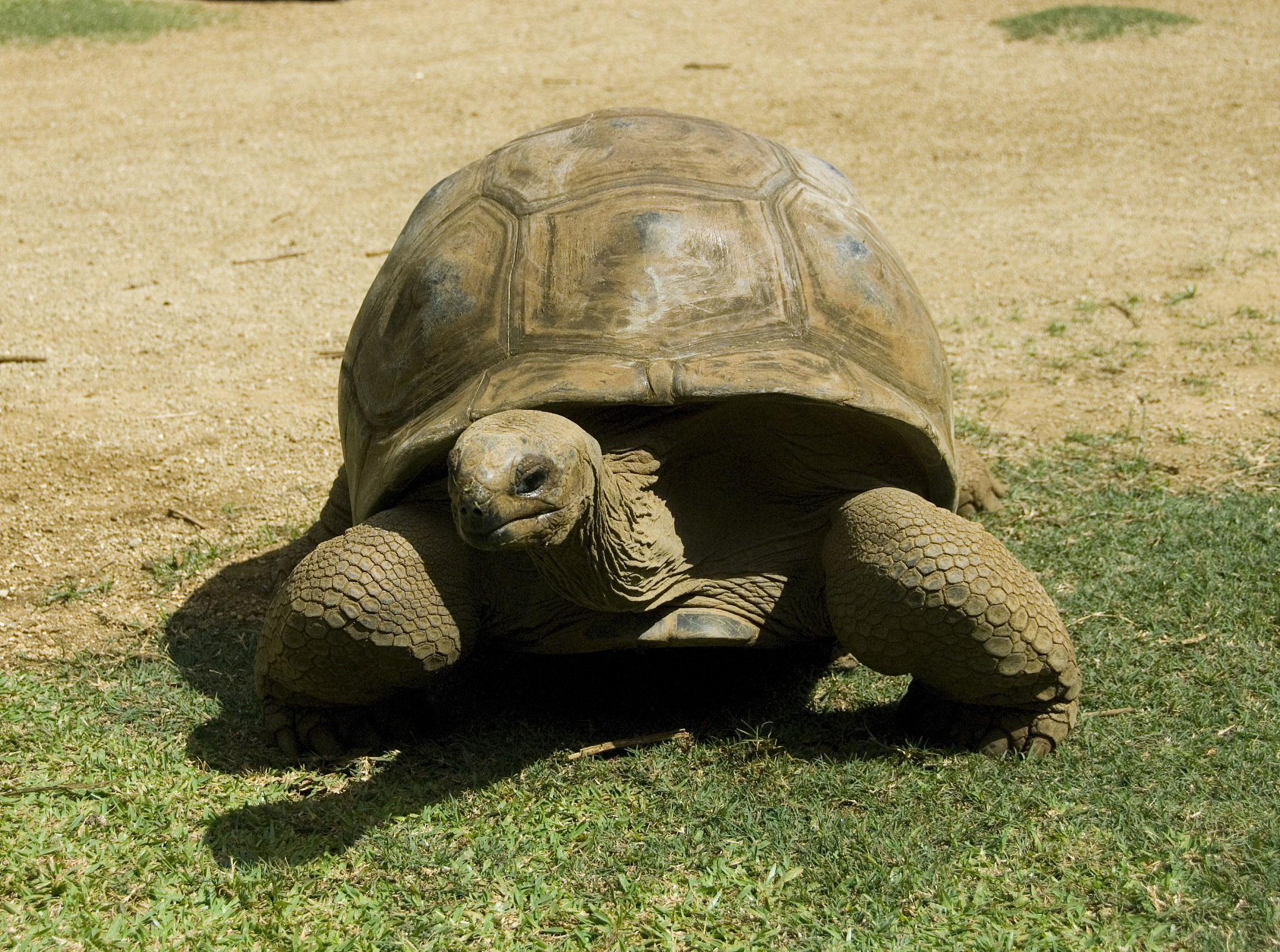 turtle