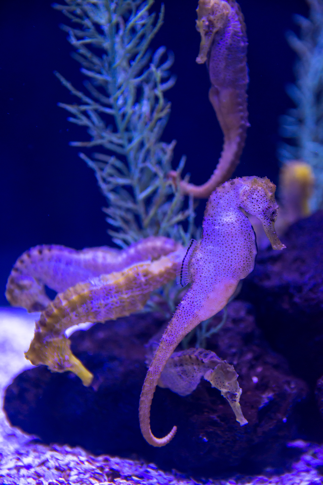 fluorescent and colorful seahorse swimming in a reef