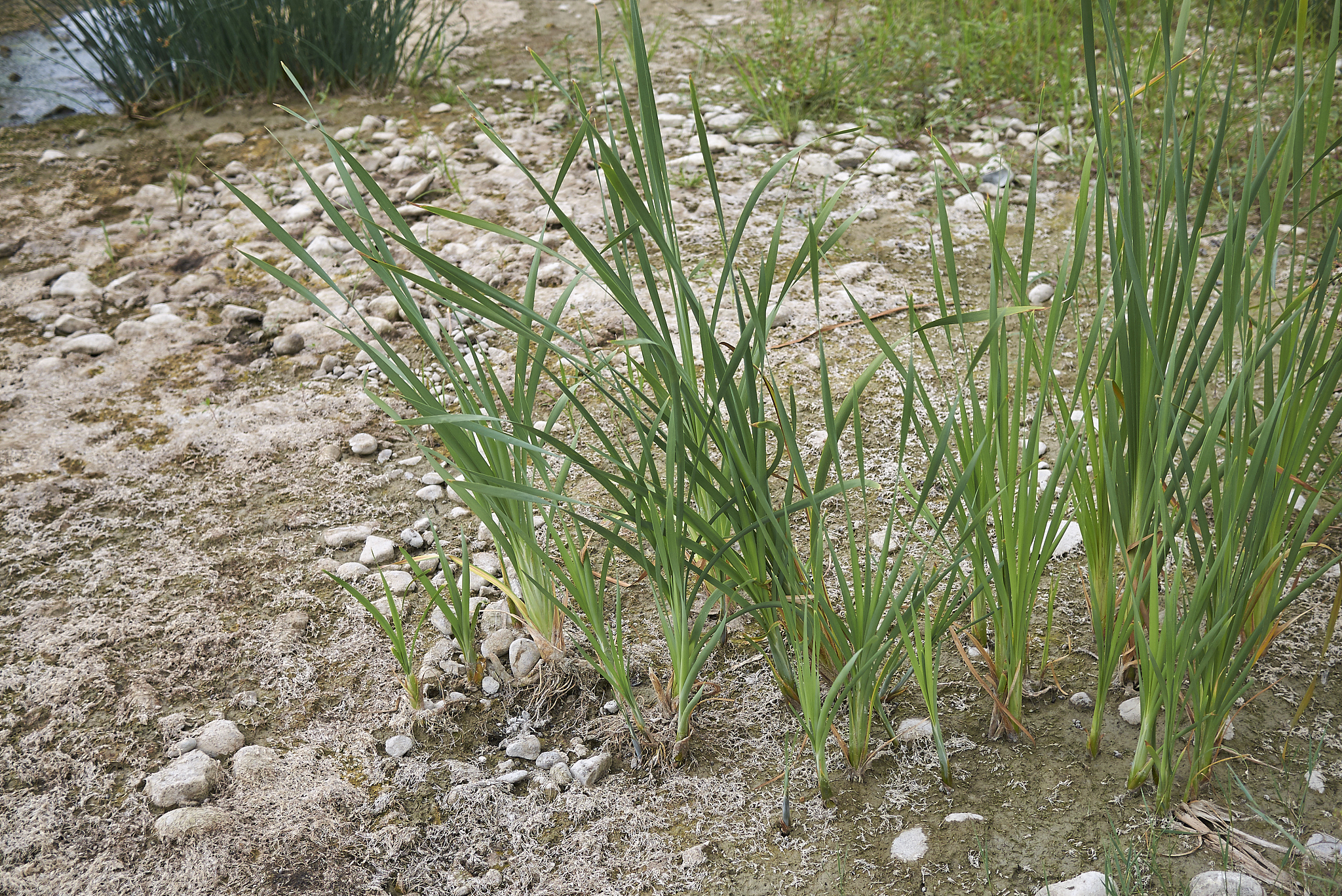 typha latifolia