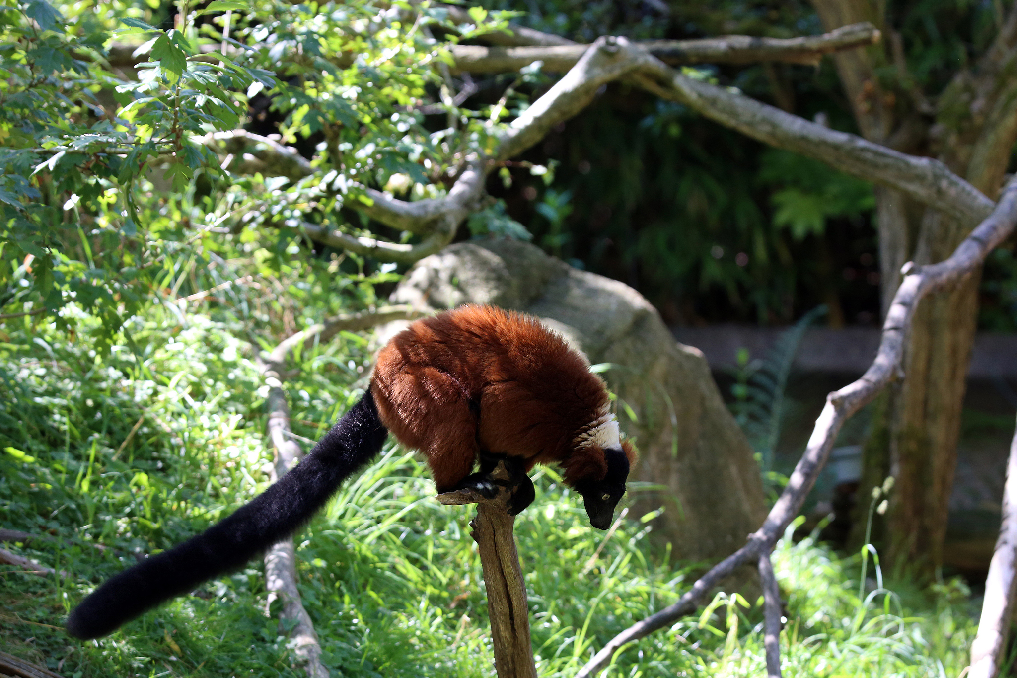 lemur