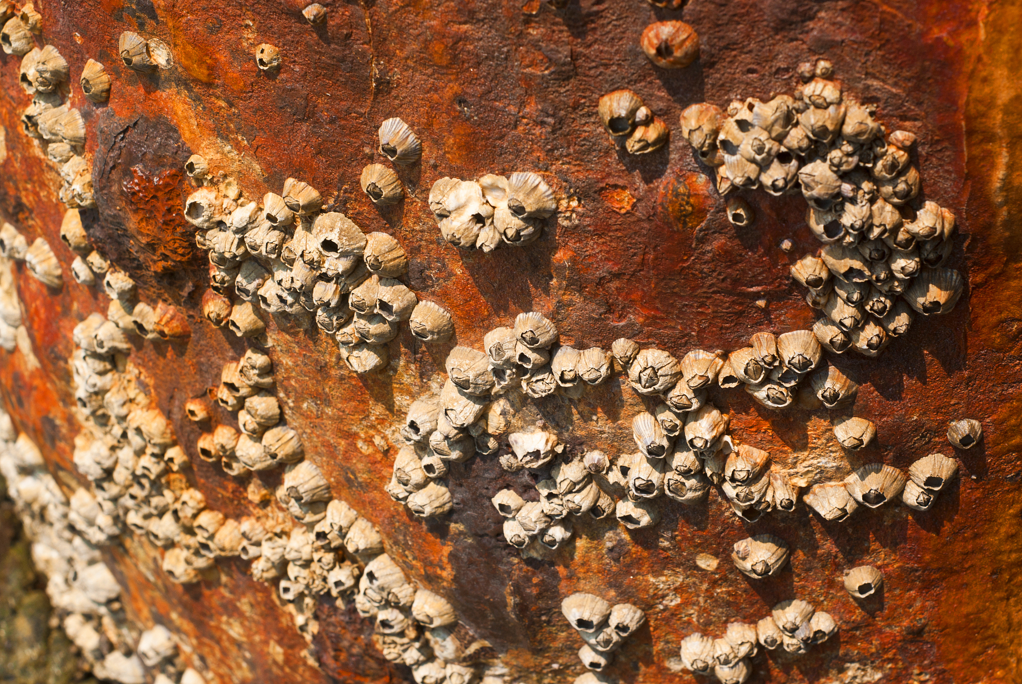 barnacles on surface corrosion steel pole at the sea