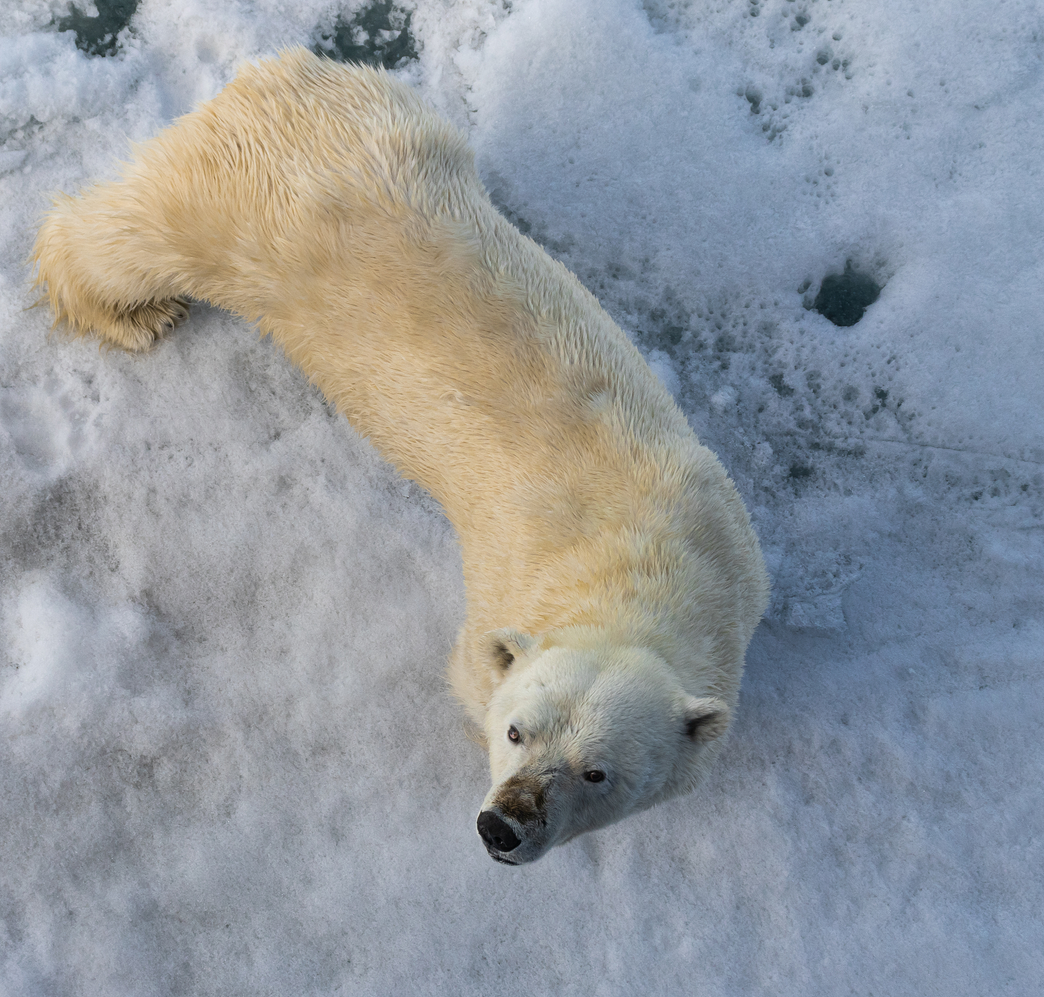 北极熊的体重：从性别、年龄和季节看