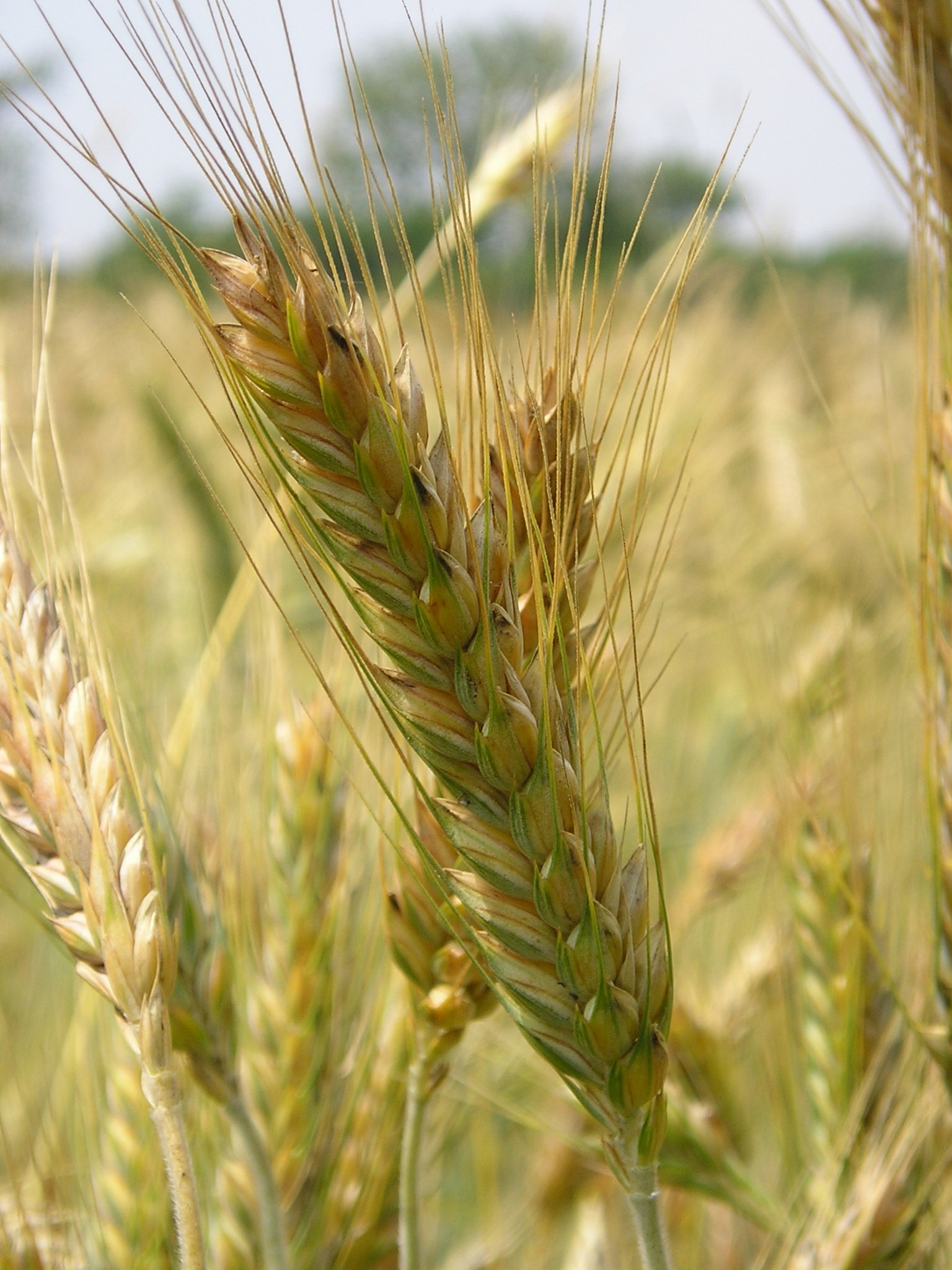 营口市农业工程学校热门专业推荐：机械化、资源与环境、经济管理